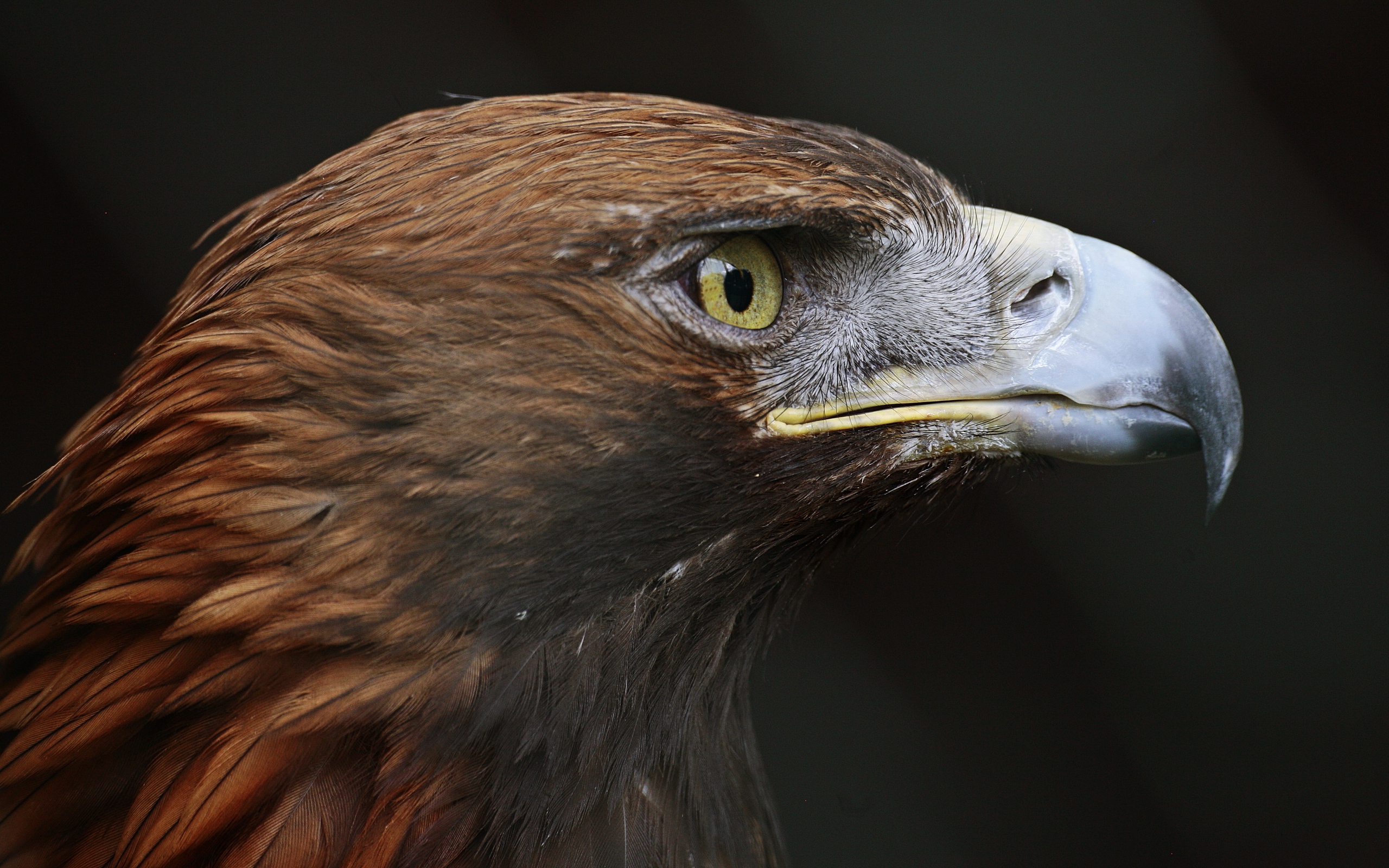 Close-up eagle head