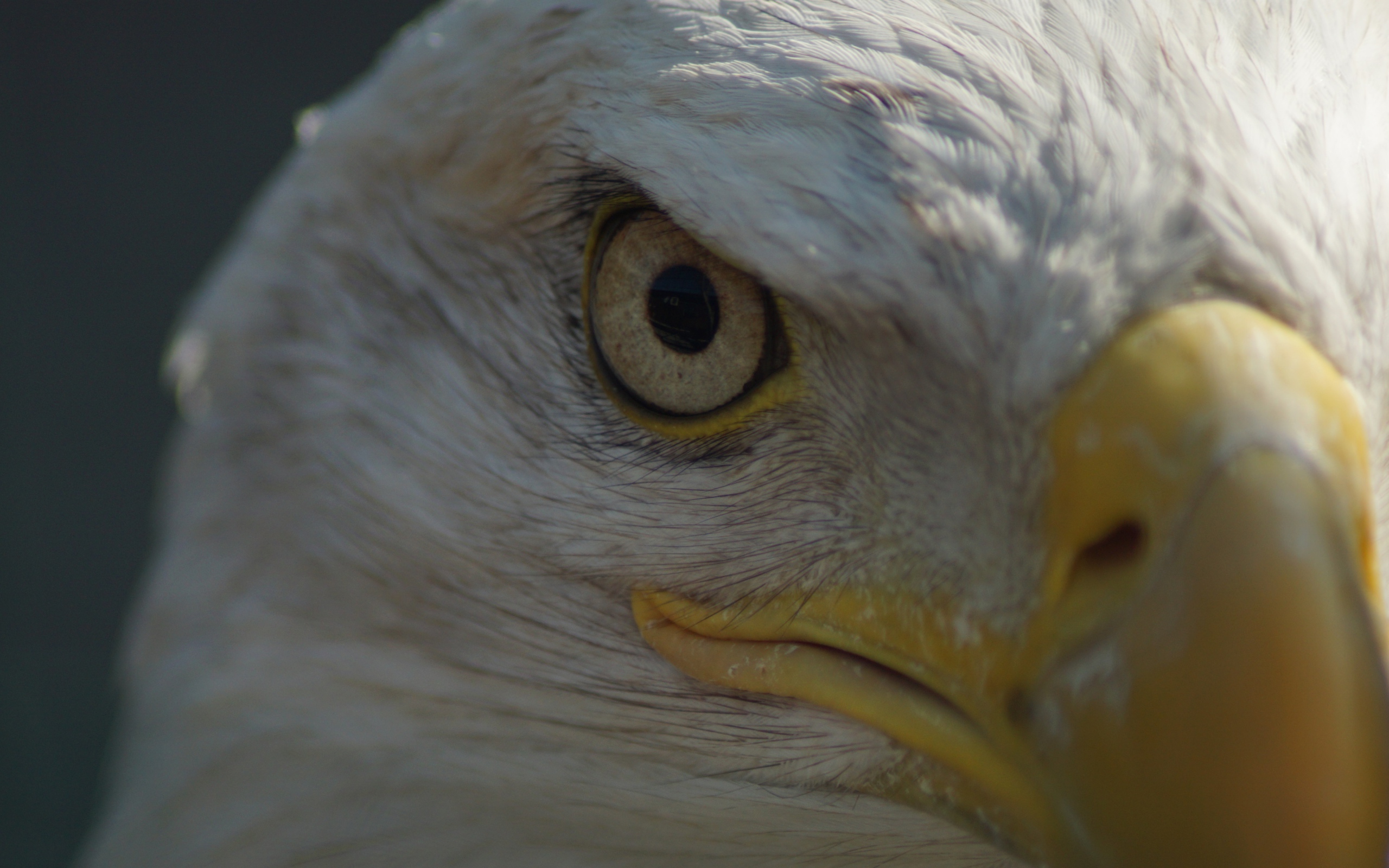 Глаз белоголового орлана крупным планом