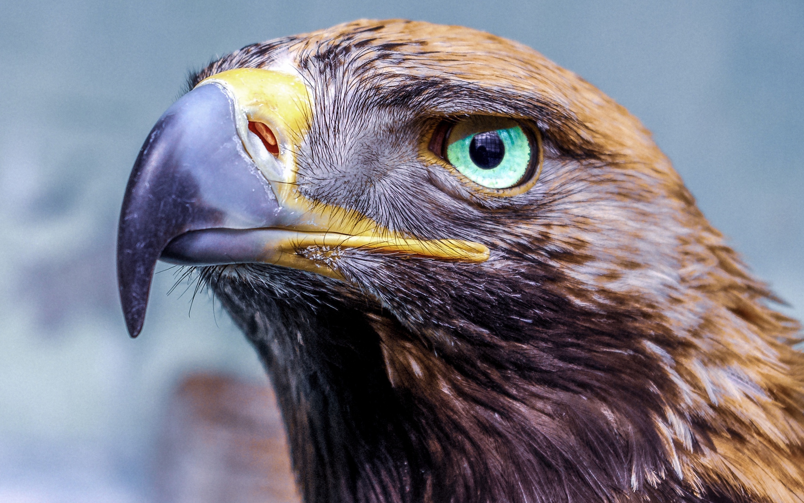 Орел с острым клювом голова крупным планом