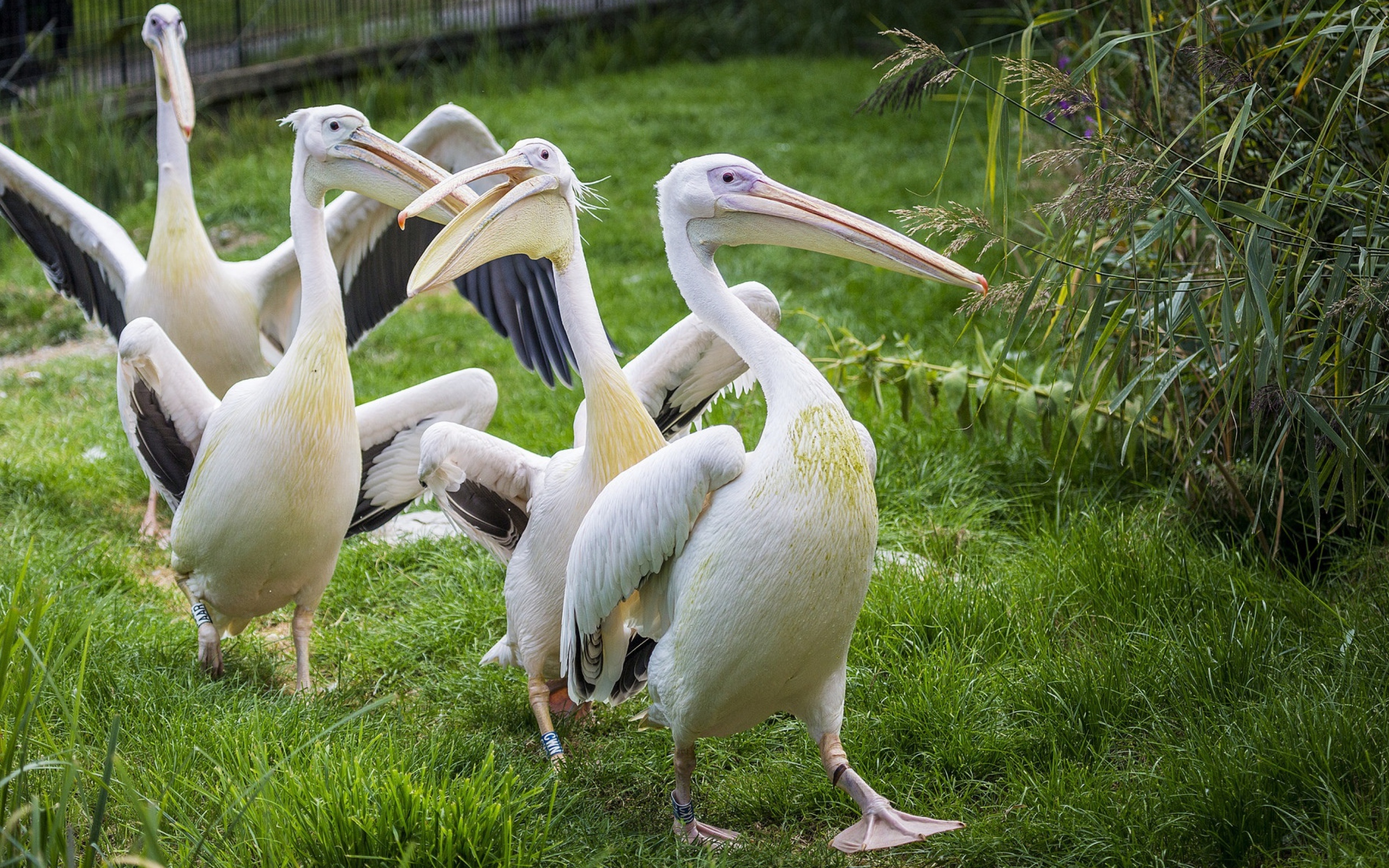 Четыре пеликана идут по зеленой траве