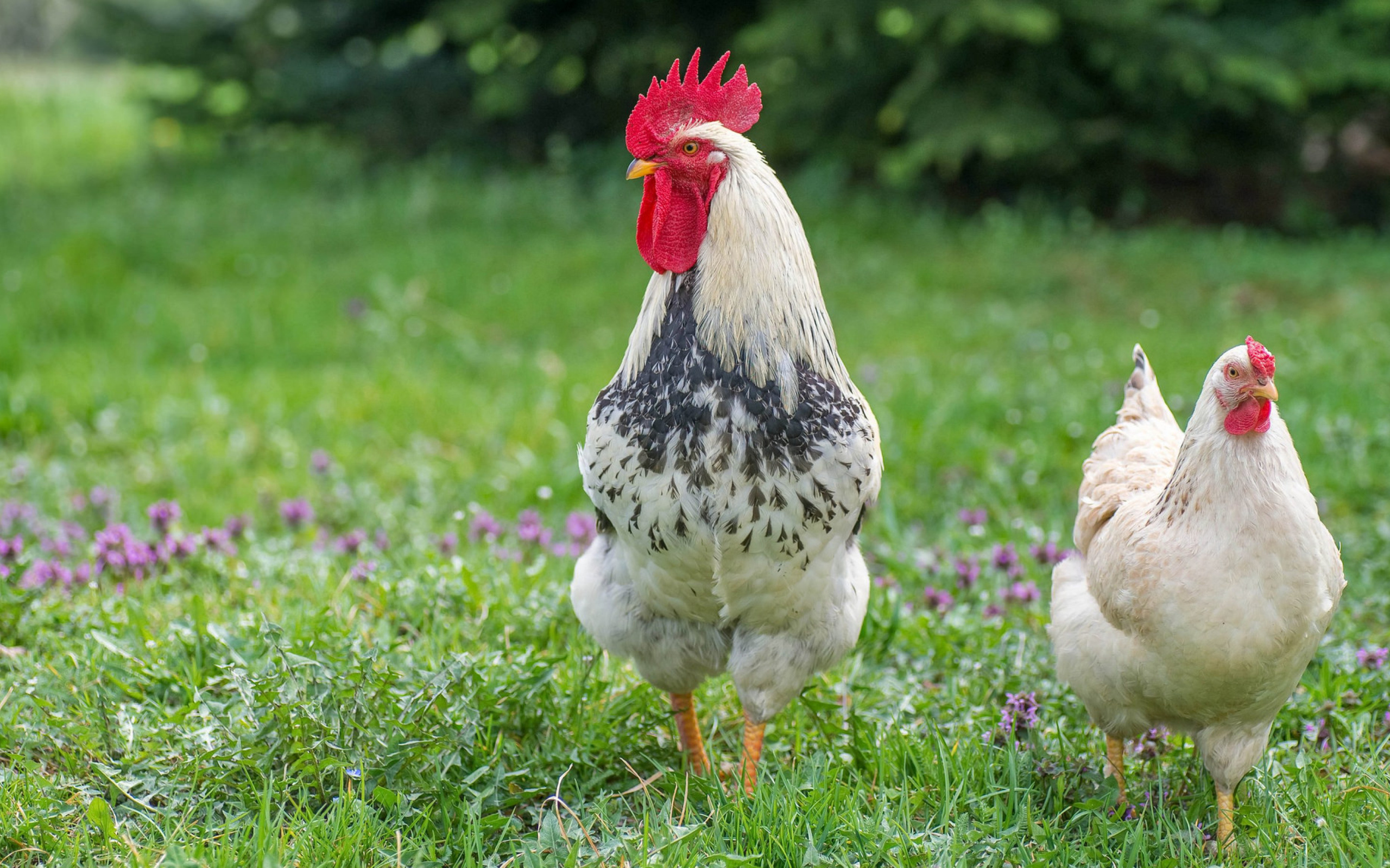 Домашний петух и курица на зеленой траве