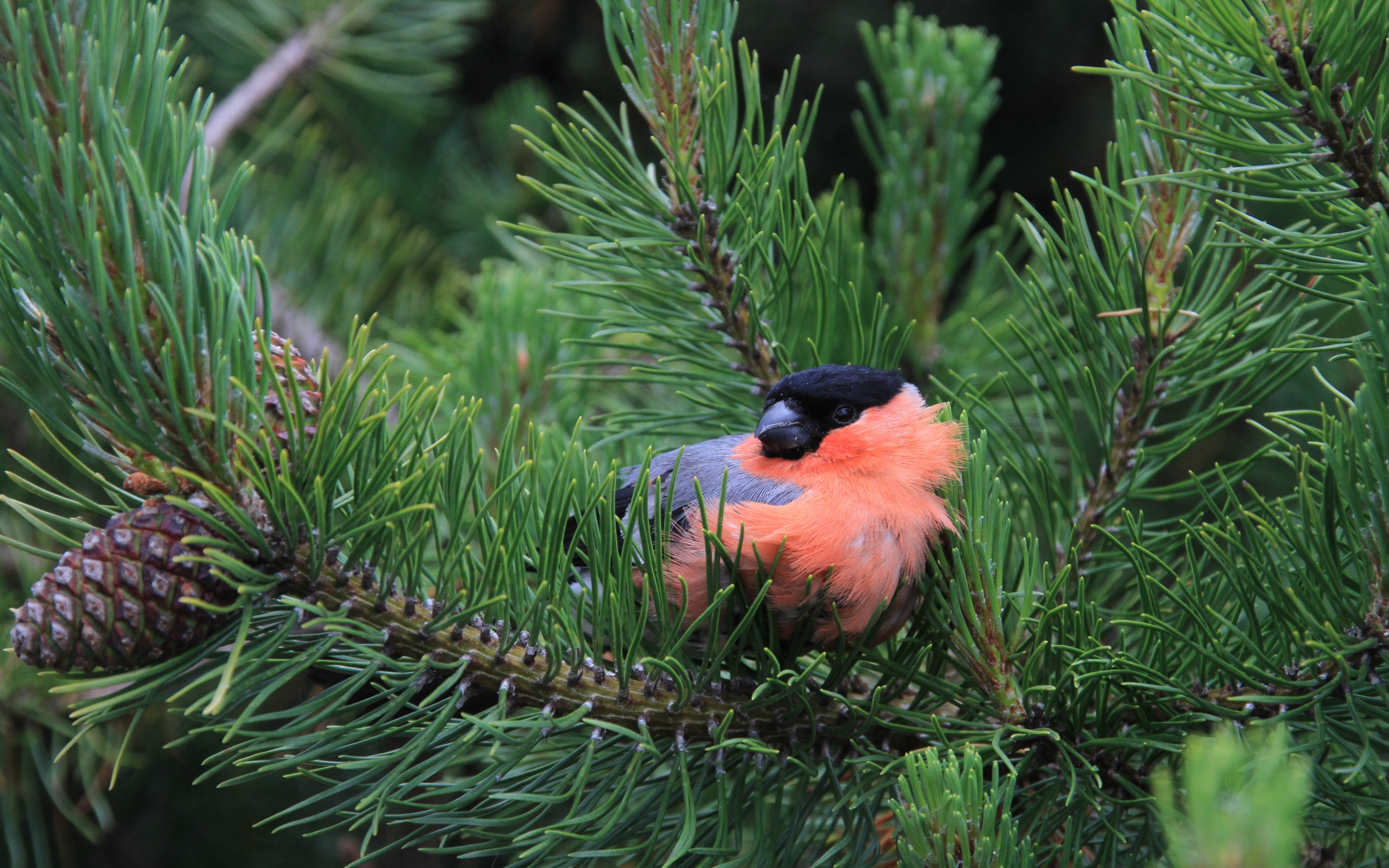 Маленький снегирь сидит в сосновых ветках 