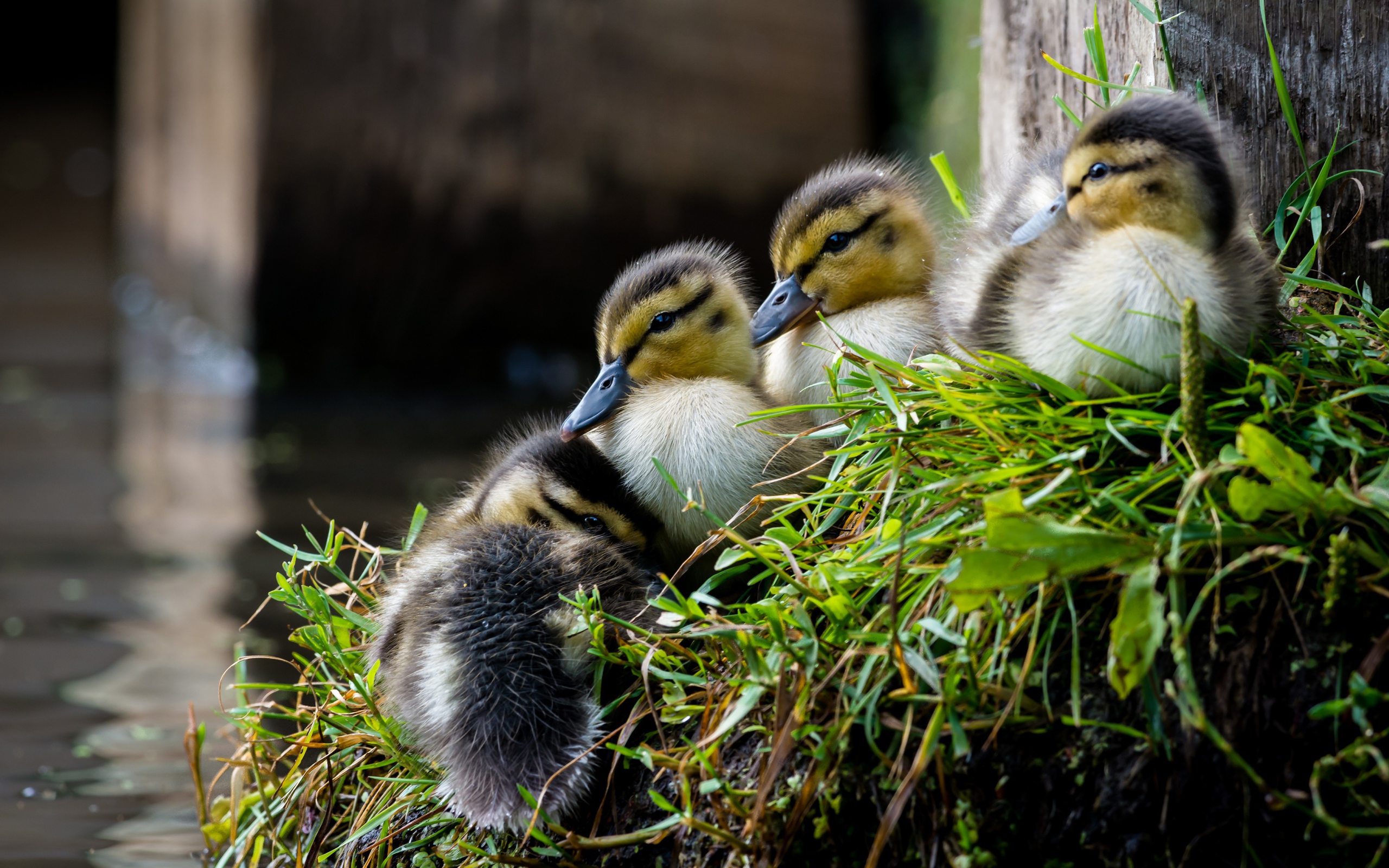 Маленькие утята сидят на траве у пруда 