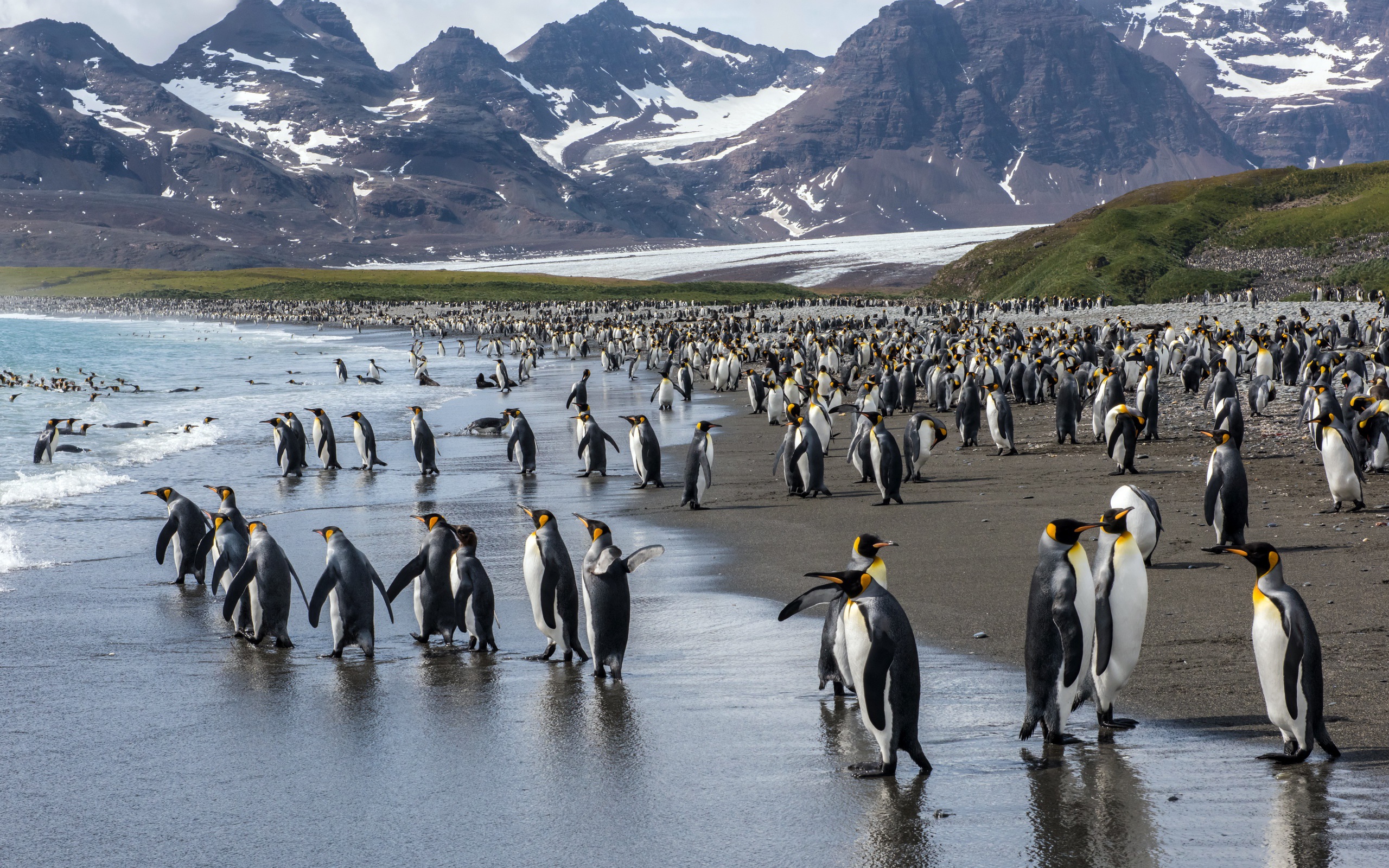 Много пингвинов у воды на фоне гор