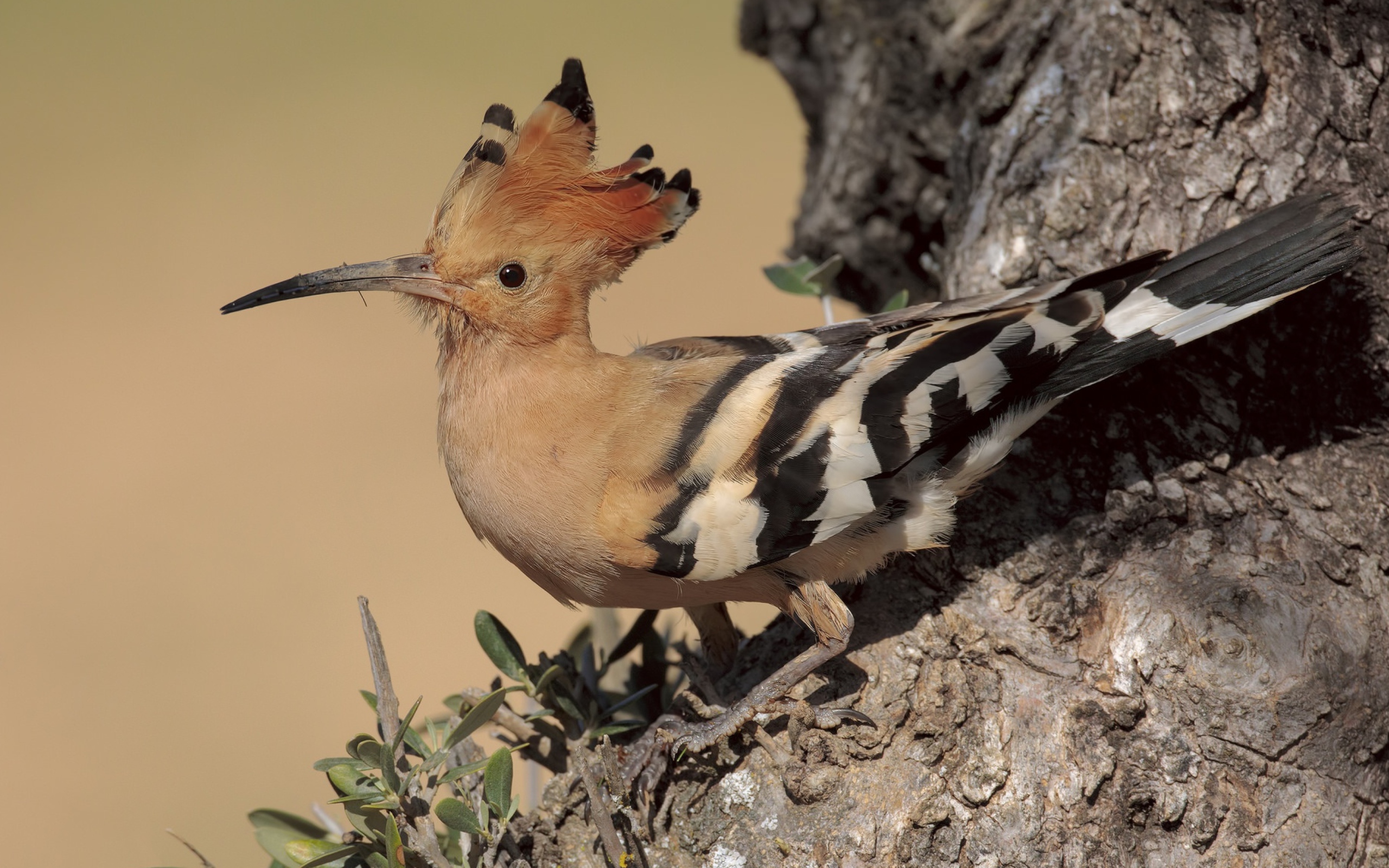 Птица удод с острым клювом сидит на дереве