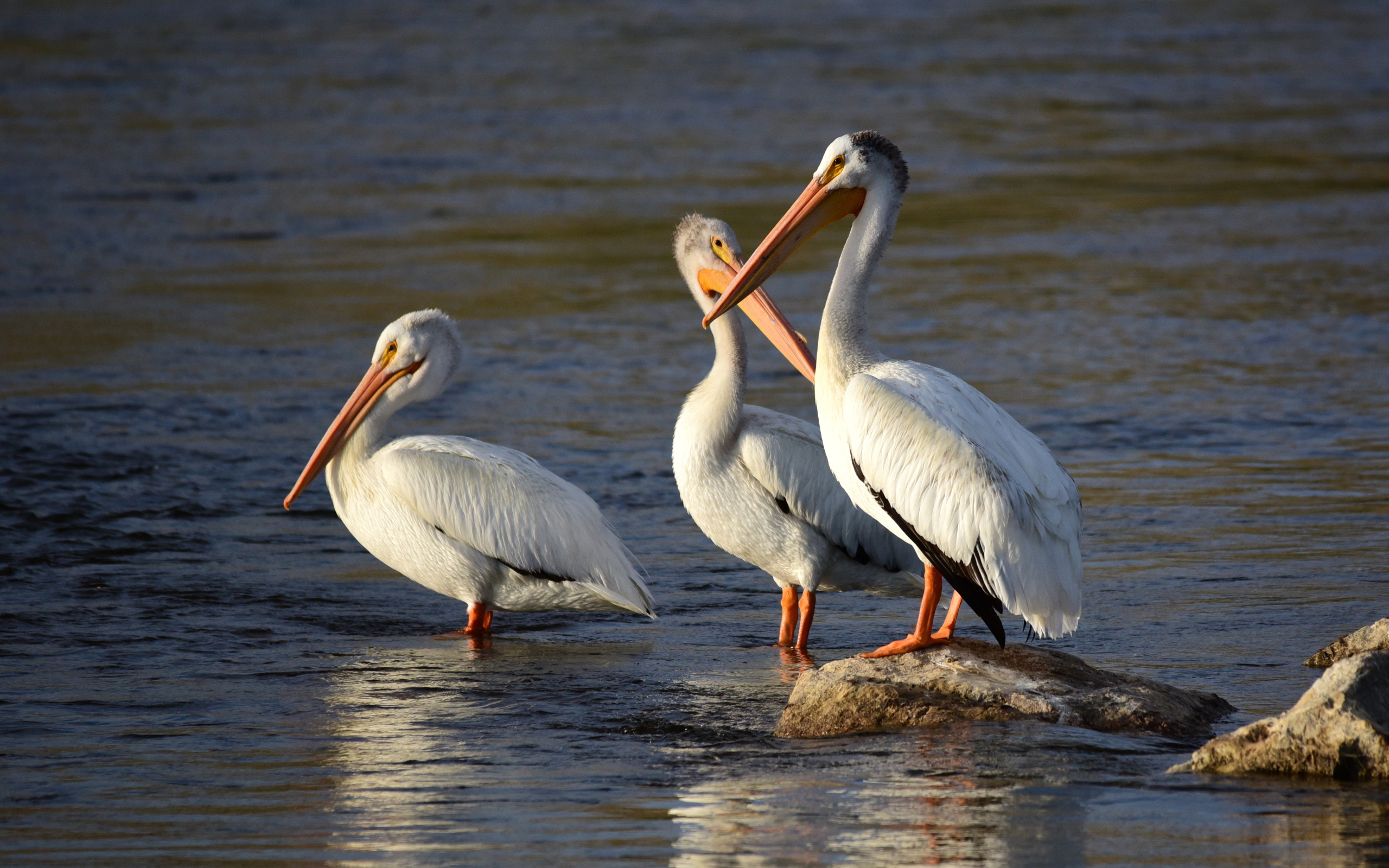 Три больших пеликана в воде 