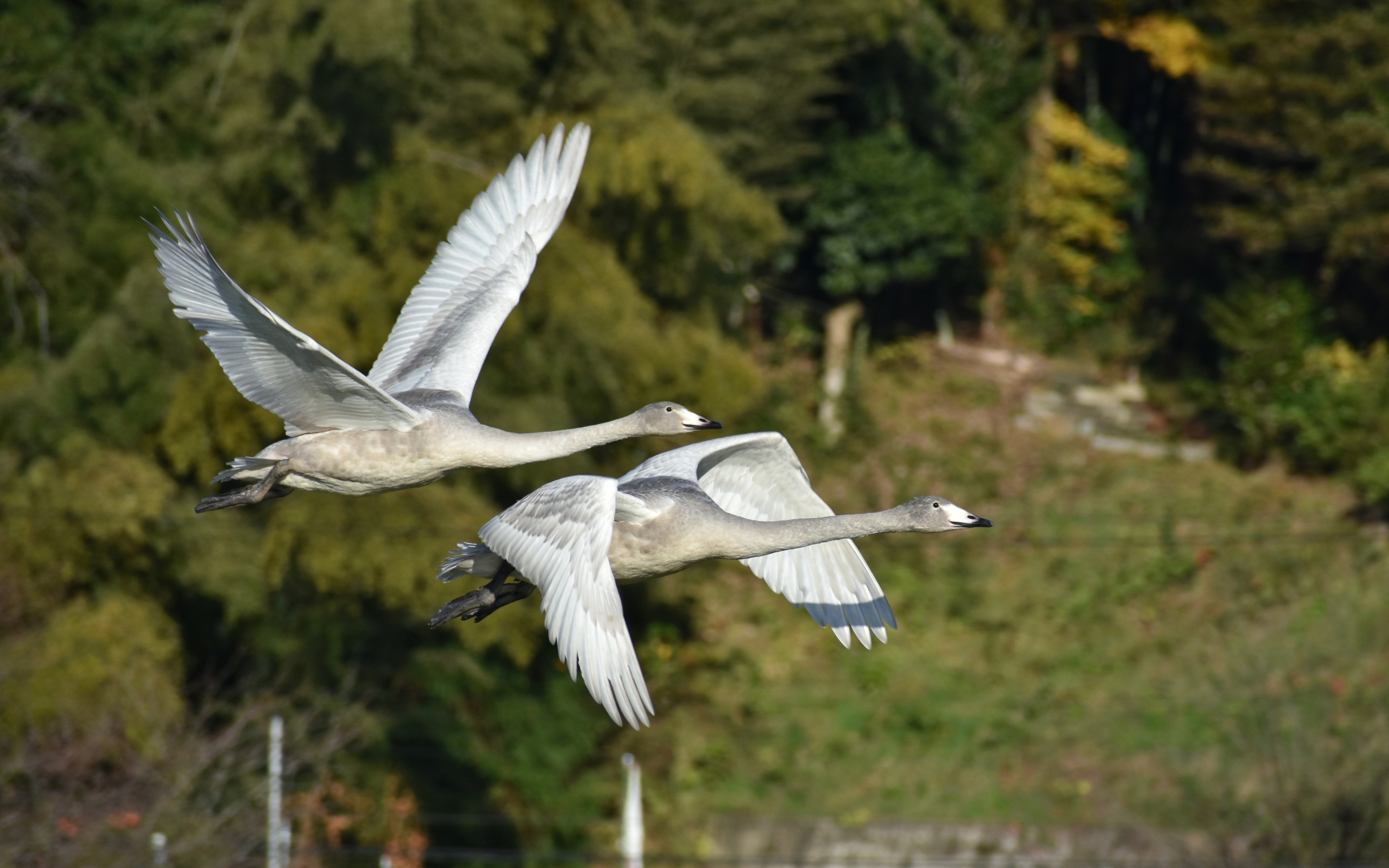 Два серых гуся летят над озером
