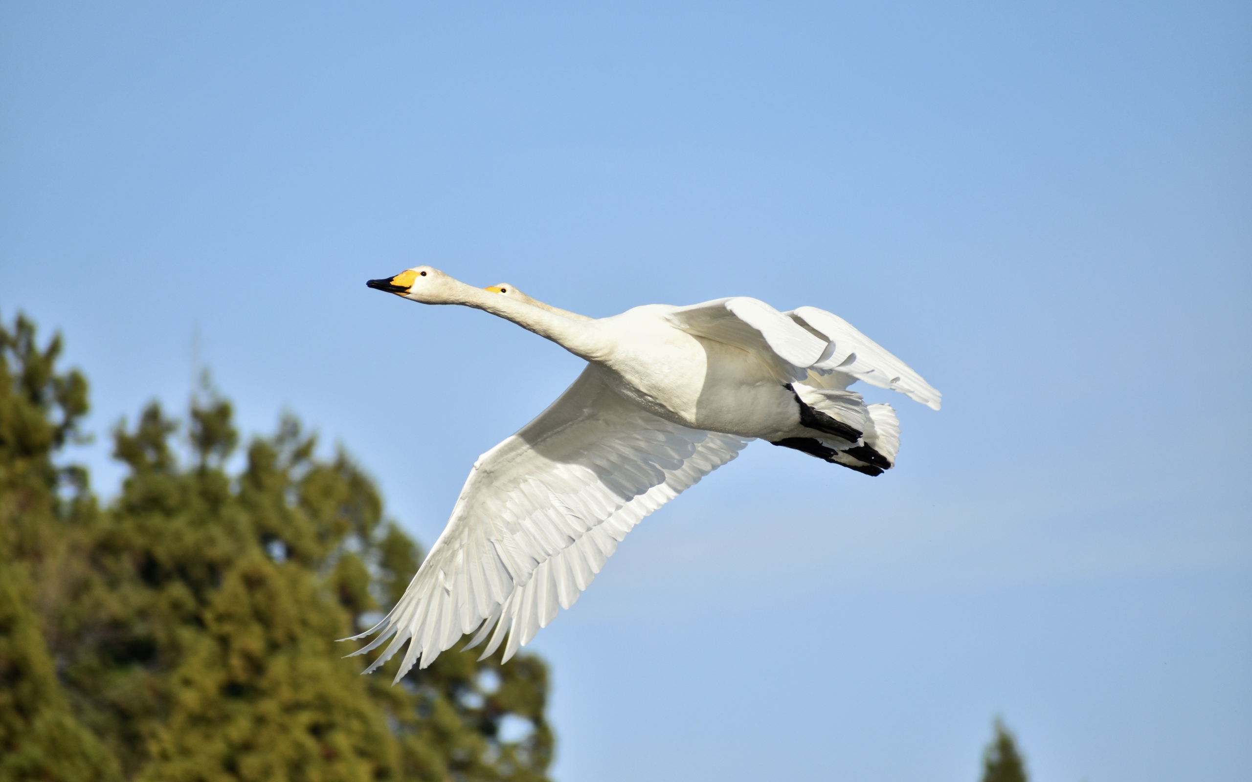 Два белых гуся летят на фоне голубого неба