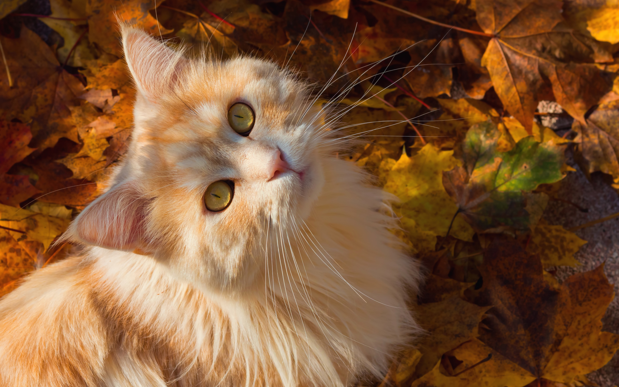 Красивый рыжий кот сидит на желтой опавшей листве