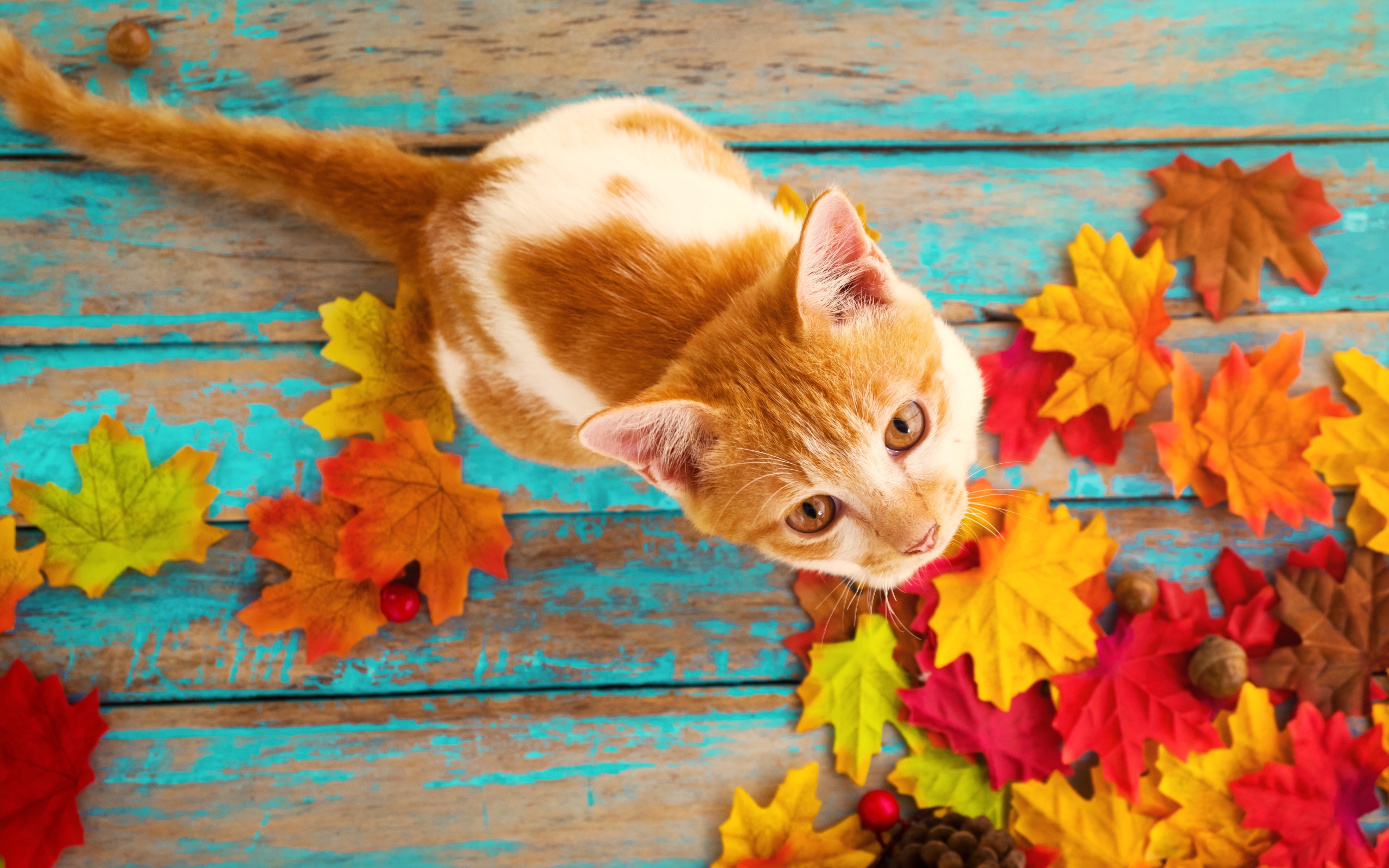 Красивый рыжий кот на столе с опавшими листьями