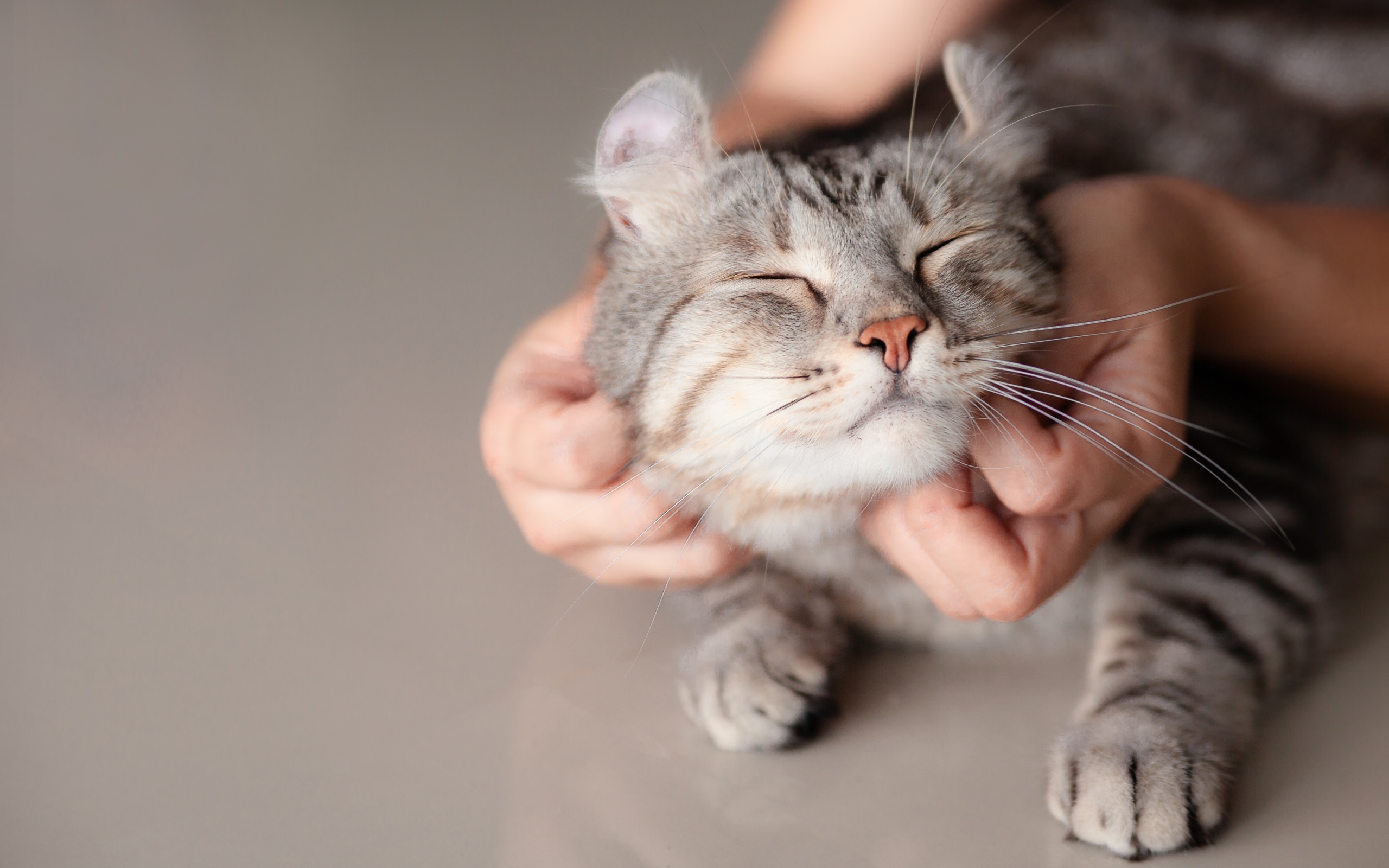 Хозяин гладит серого довольного кота