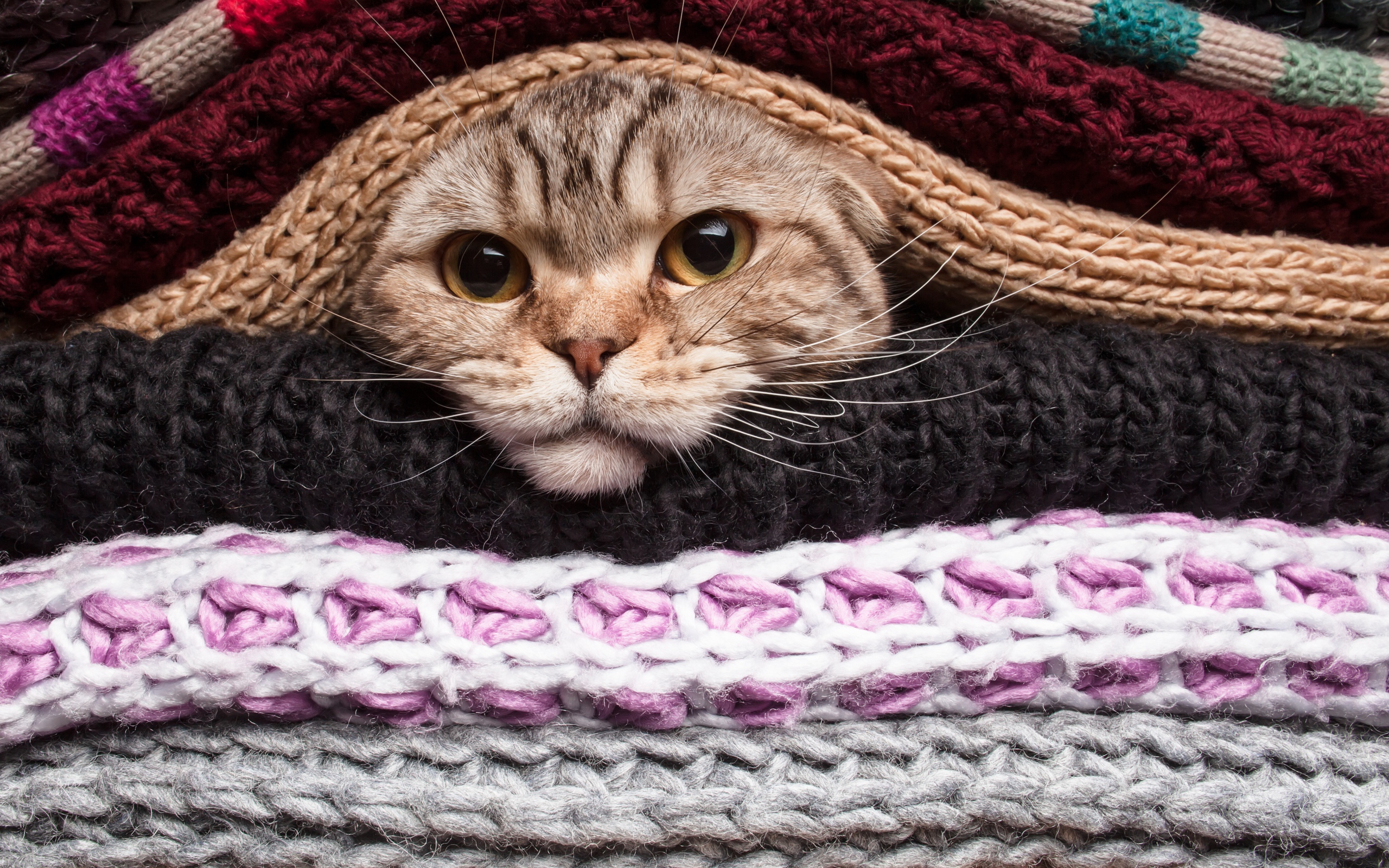 Серый кот согревается в одеялах 