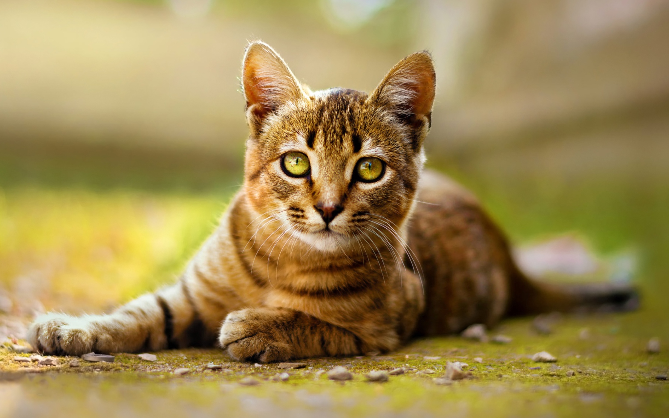 Серый кот лежит на земле