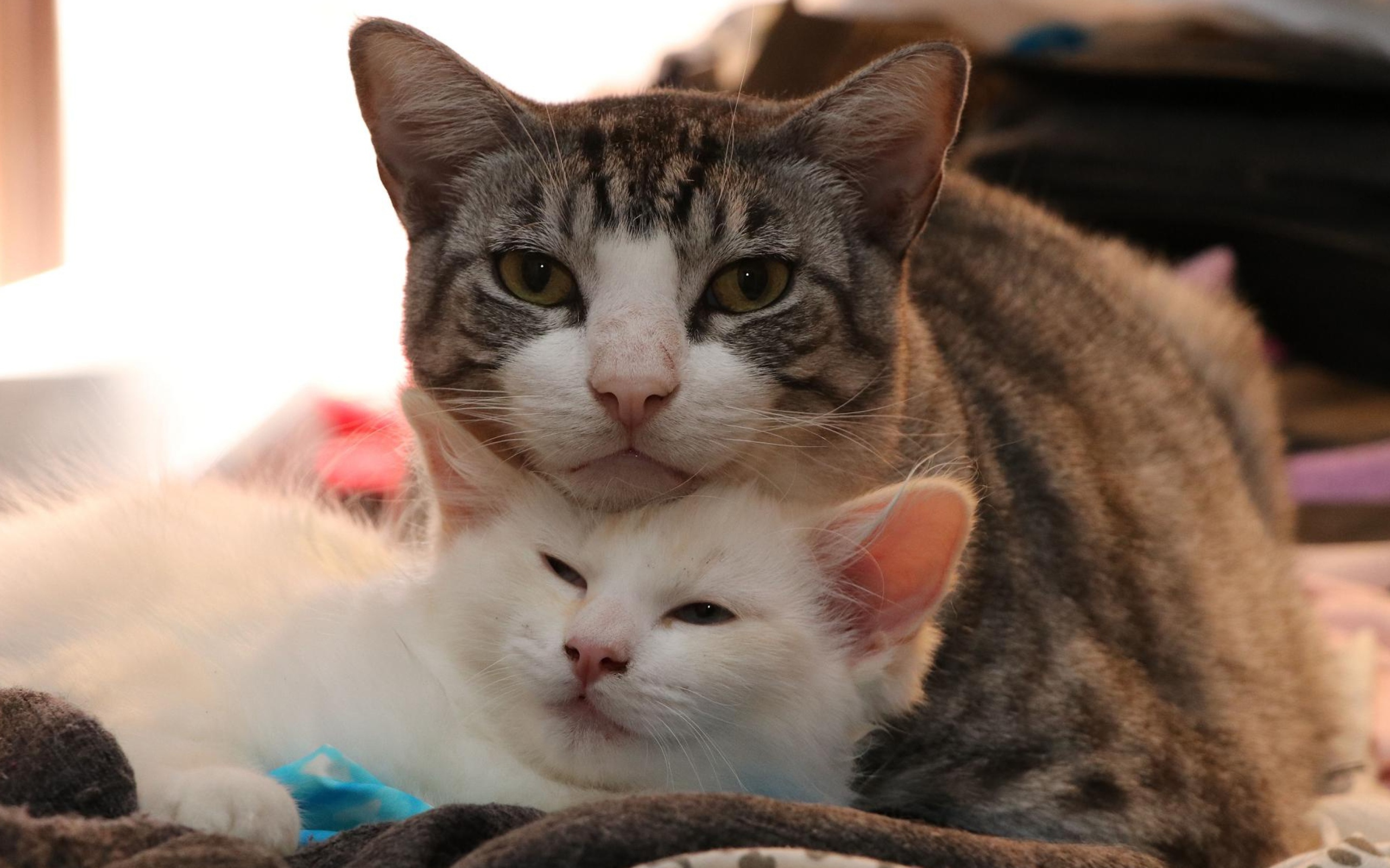 Серая кошка с белым котенком 