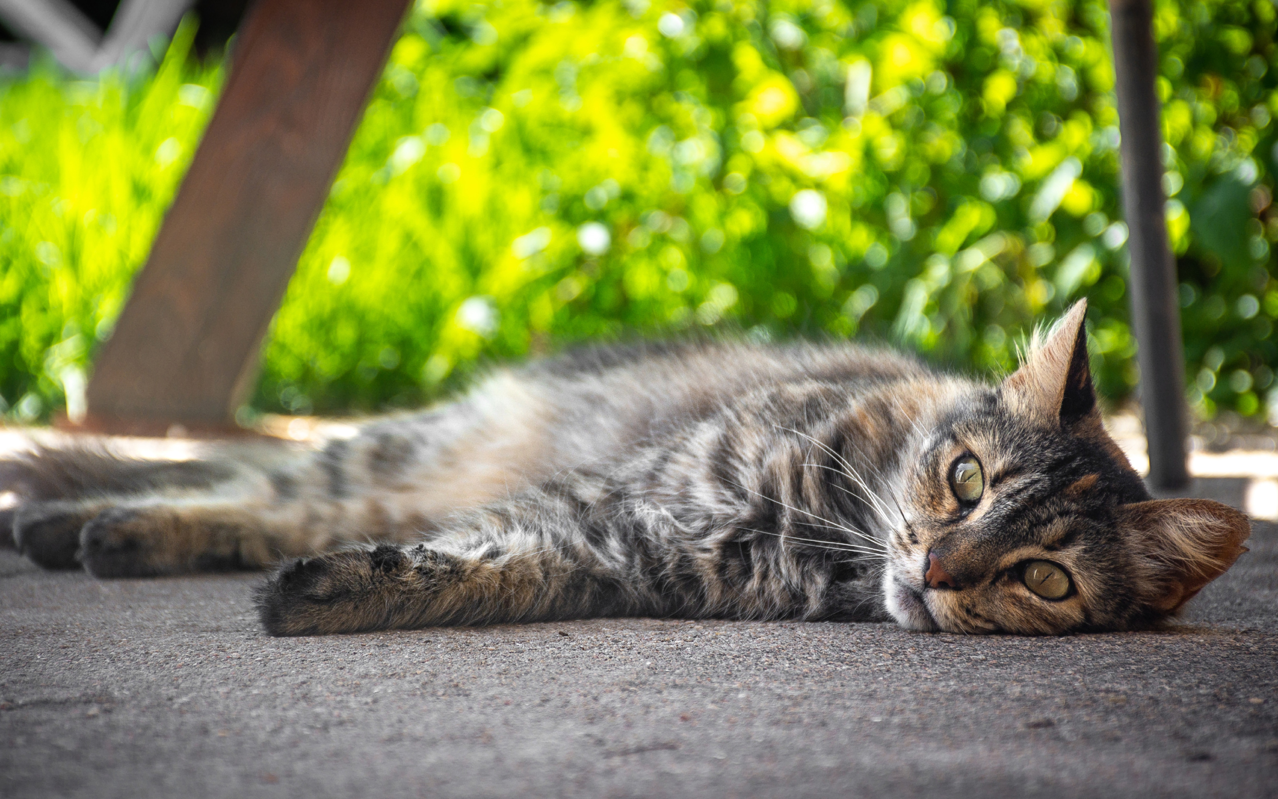 Серый она кот лежит на земле 