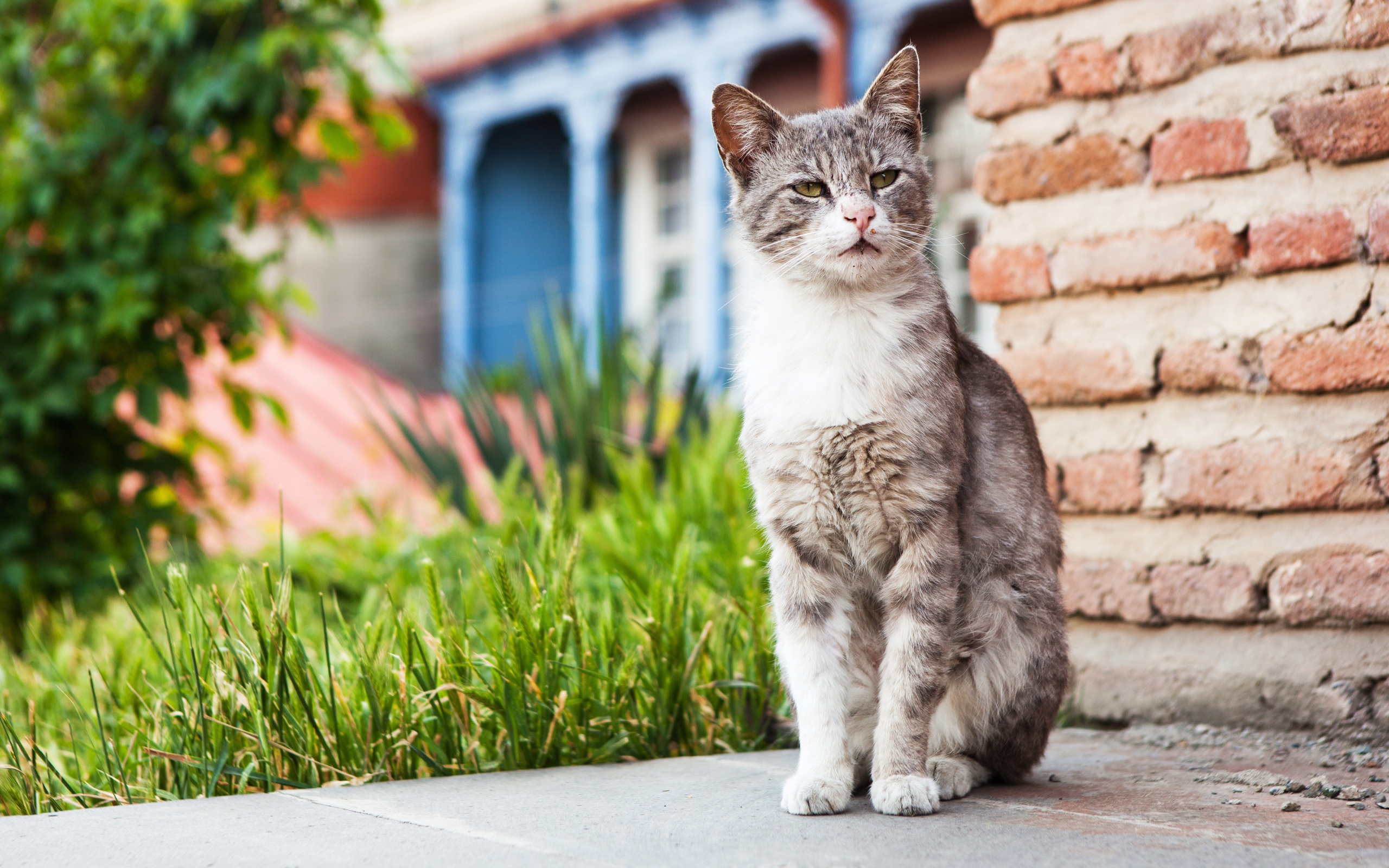 Бездомный серый кот сидит у стены