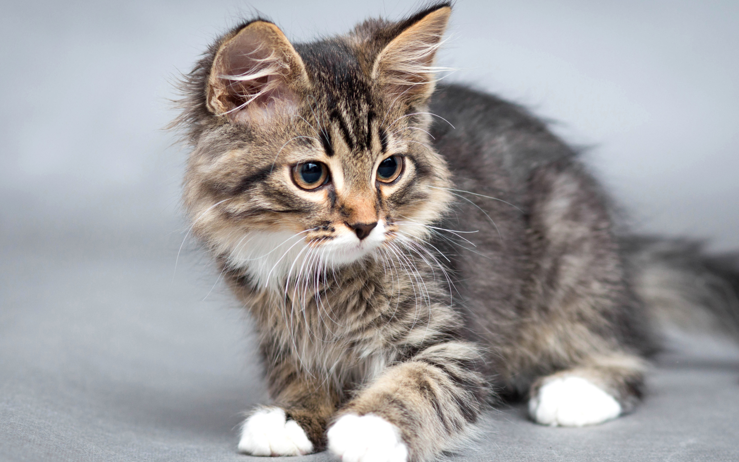 Маленький милый котенок на сером фоне