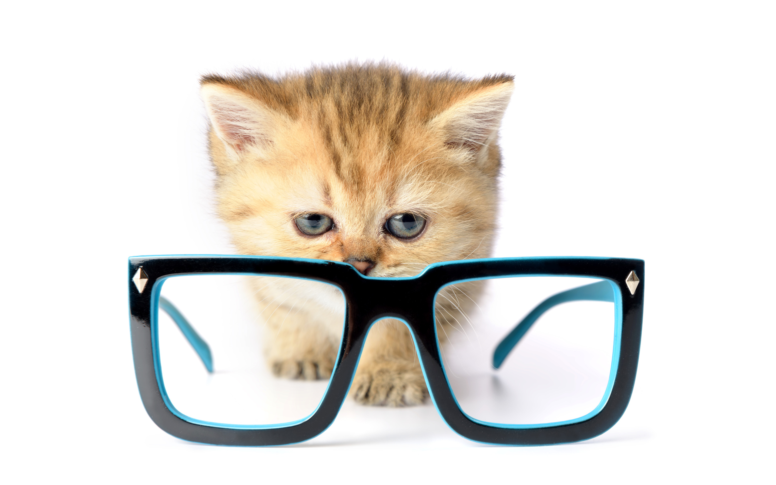 Маленький котенок с очками на белом фоне