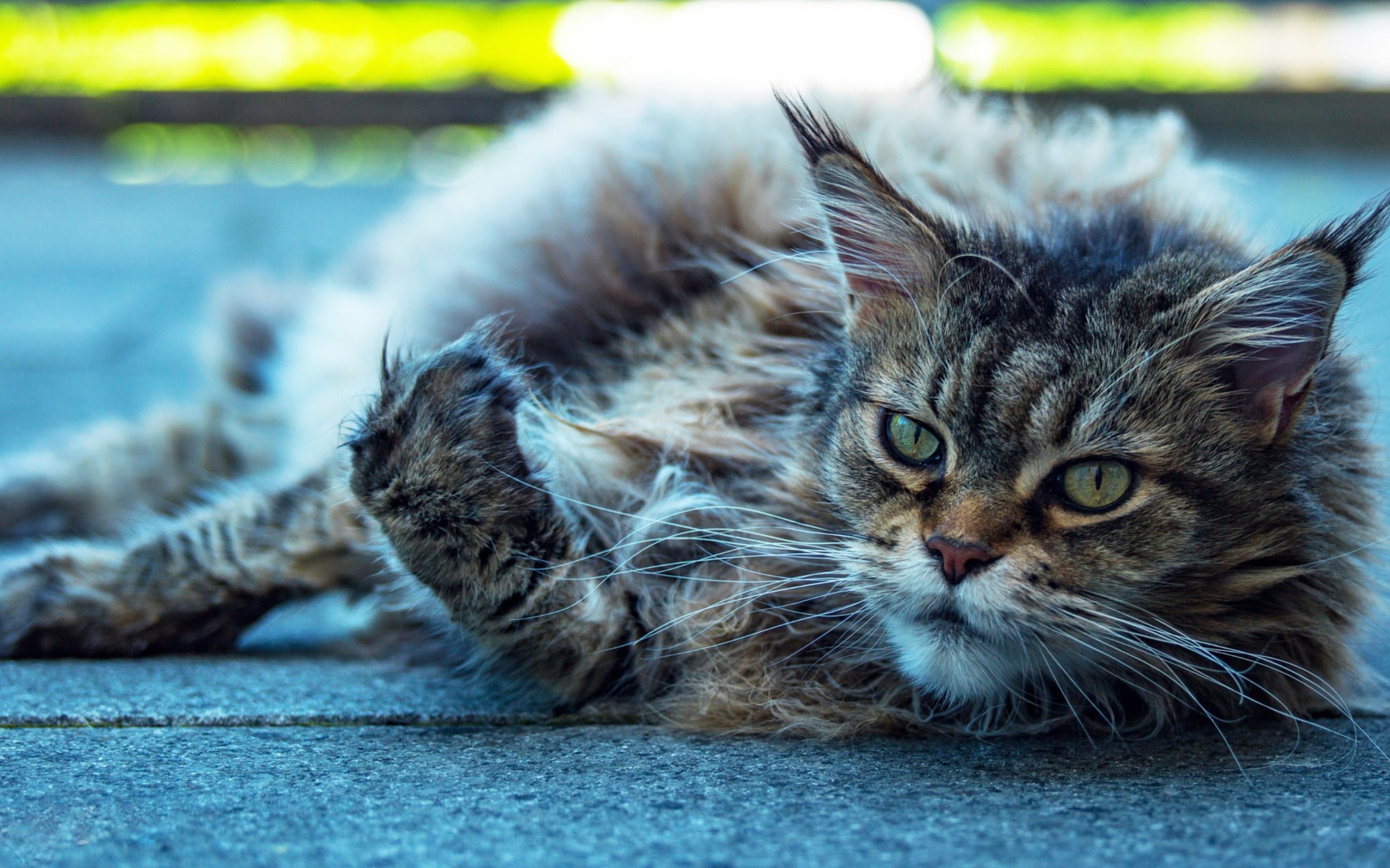 Старый серый кот породы мейн кун 