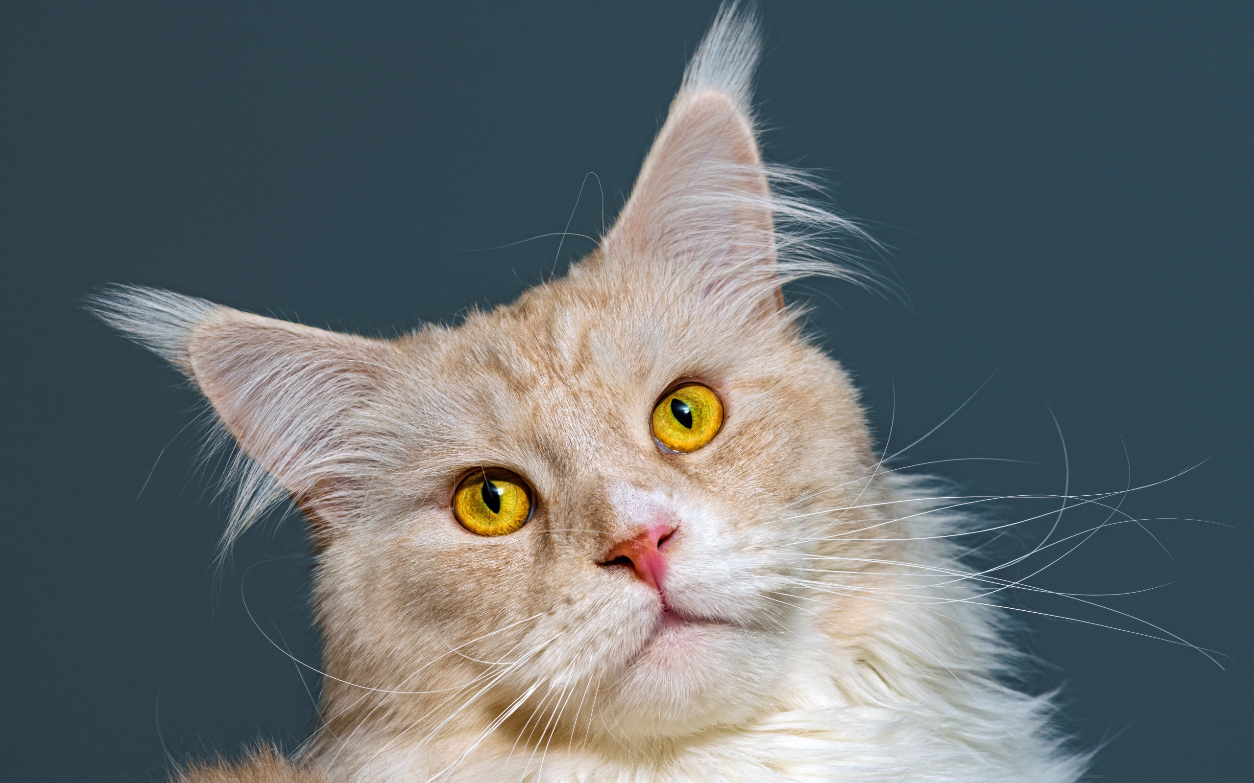 Морда рыжего кота породы мейн кун 