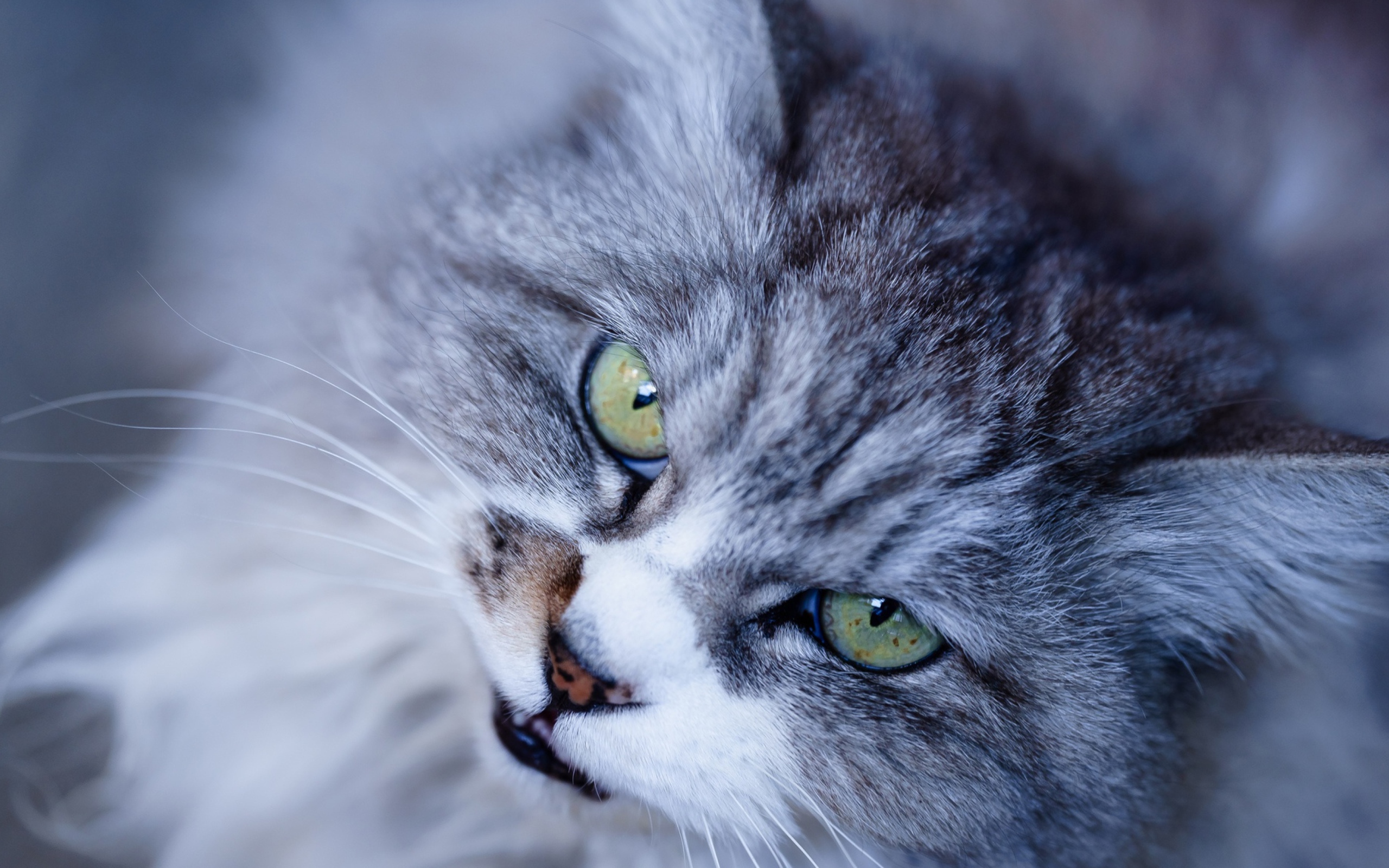 Морда недовольного серого кота с зелеными глазами крупным планом