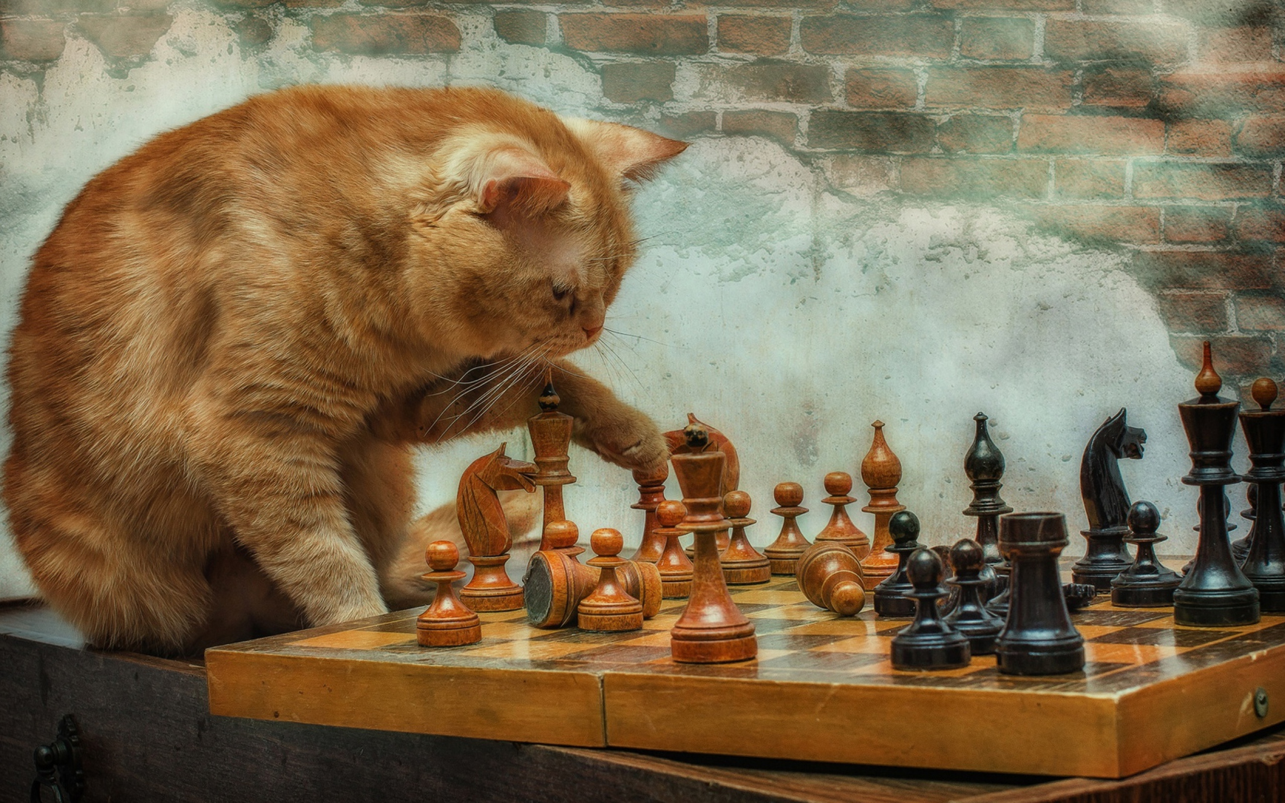 Рыжий кот играет с деревянными шахматами у стены