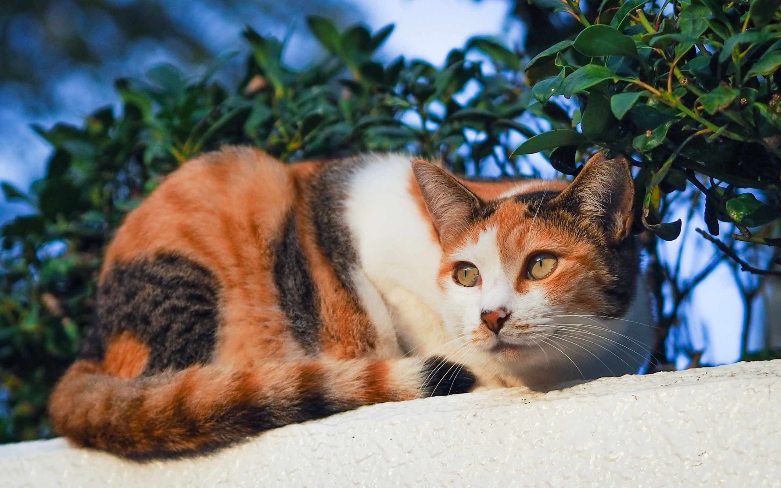 Трехцветная кошка греется на солнце