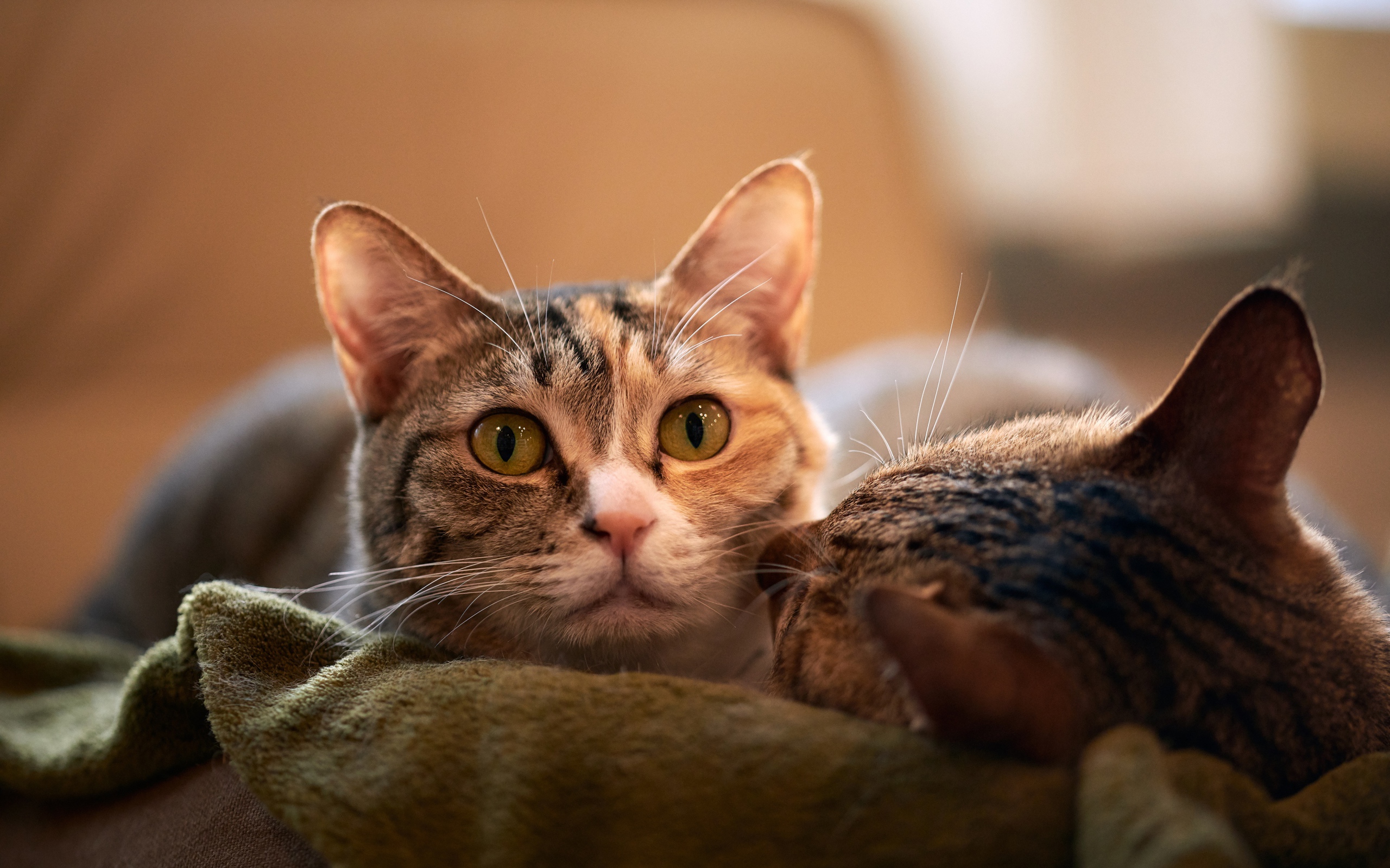 Две серых кошки лежат на кровати 