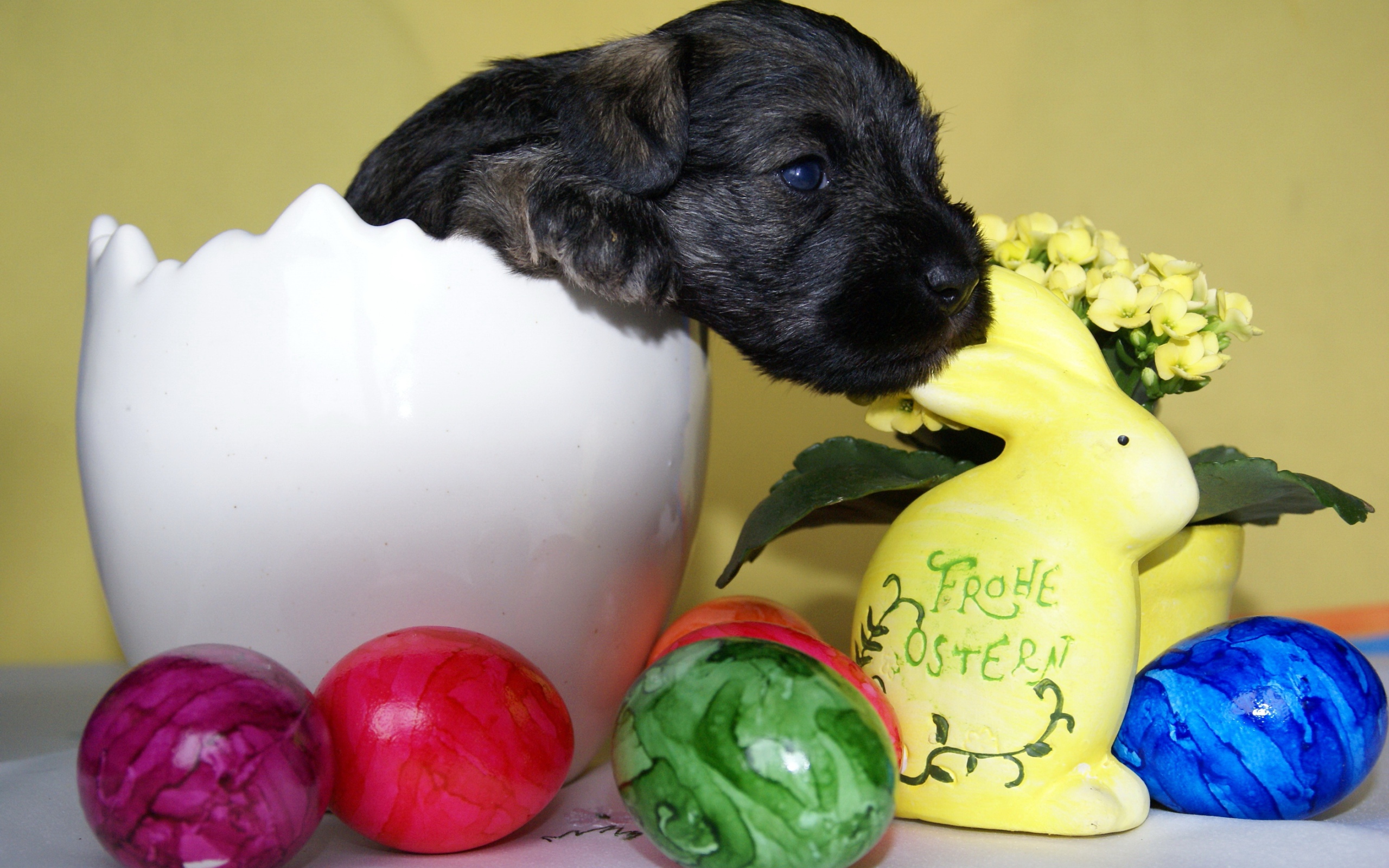 Маленький черный щенок сидит в белой вазе на столе с крашеными яйцами