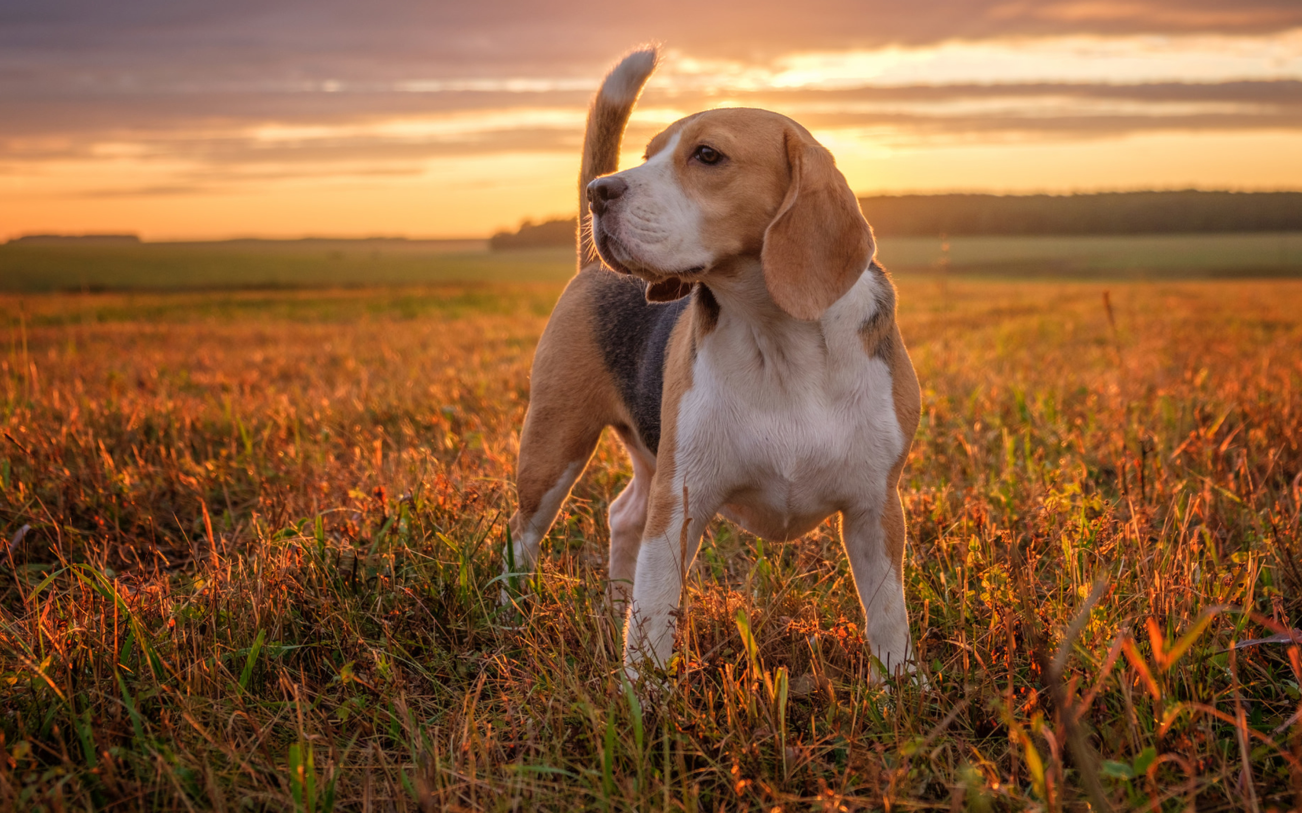 Собака породы бигль стоит на поле на закате