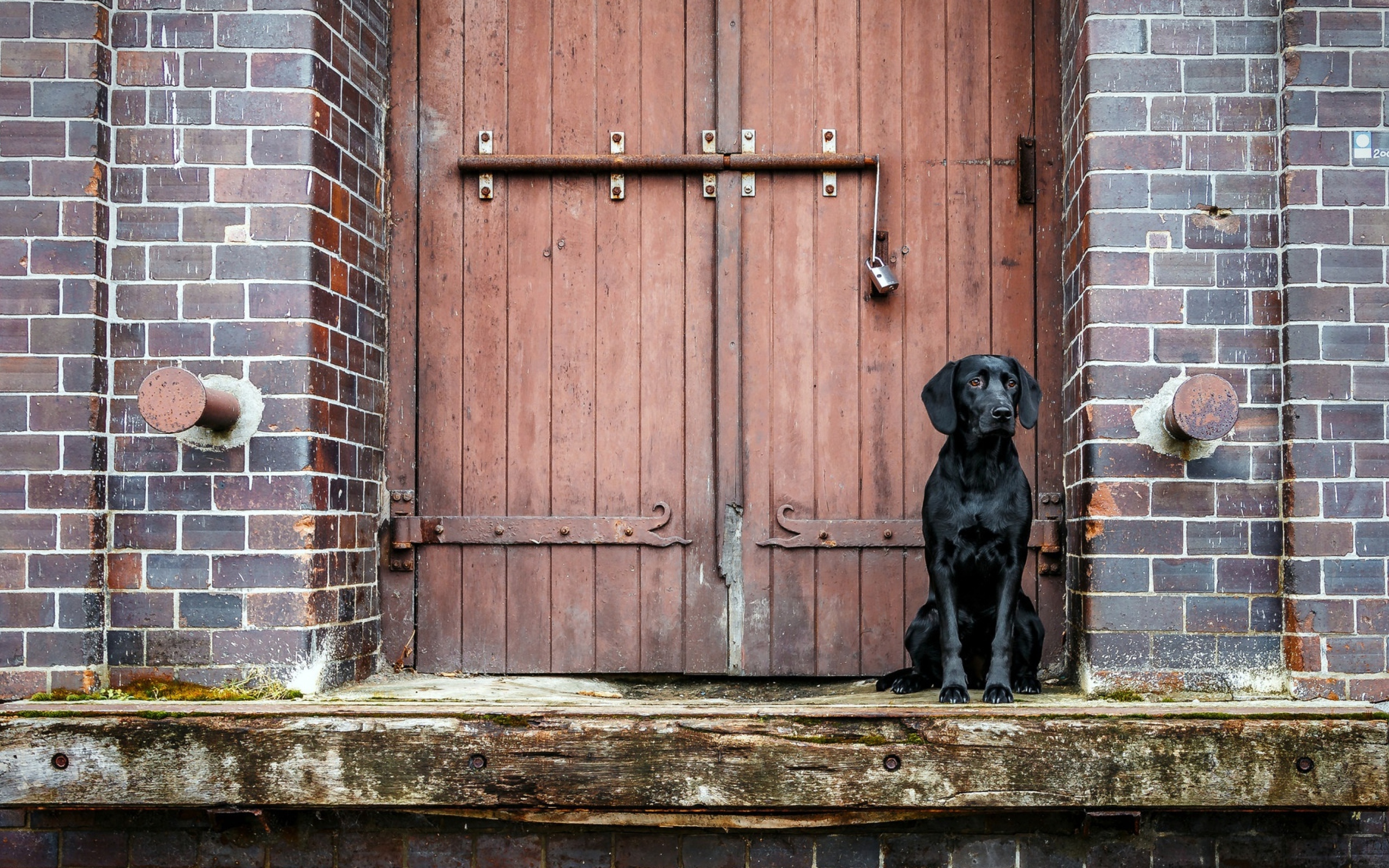 Черный лабрадор сидит у дверей 