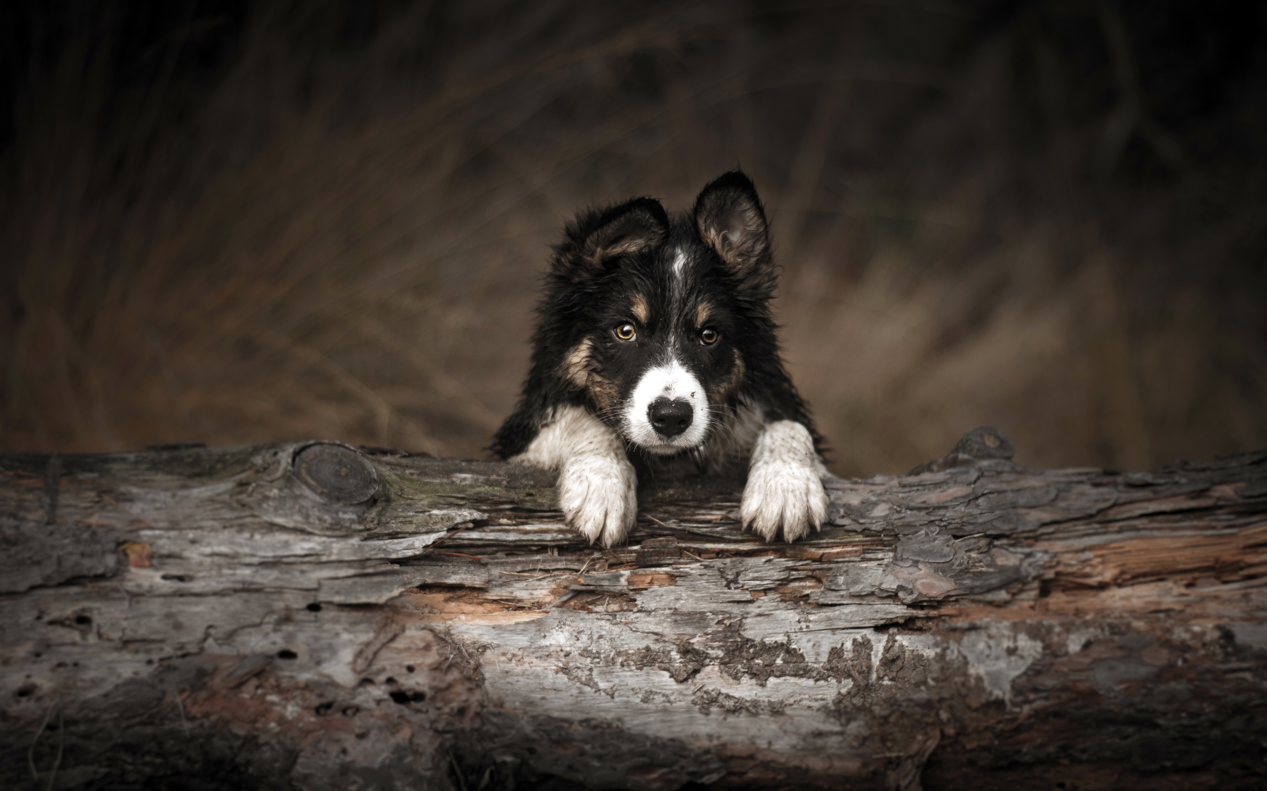 Border Collie puppy lying on a dry tree