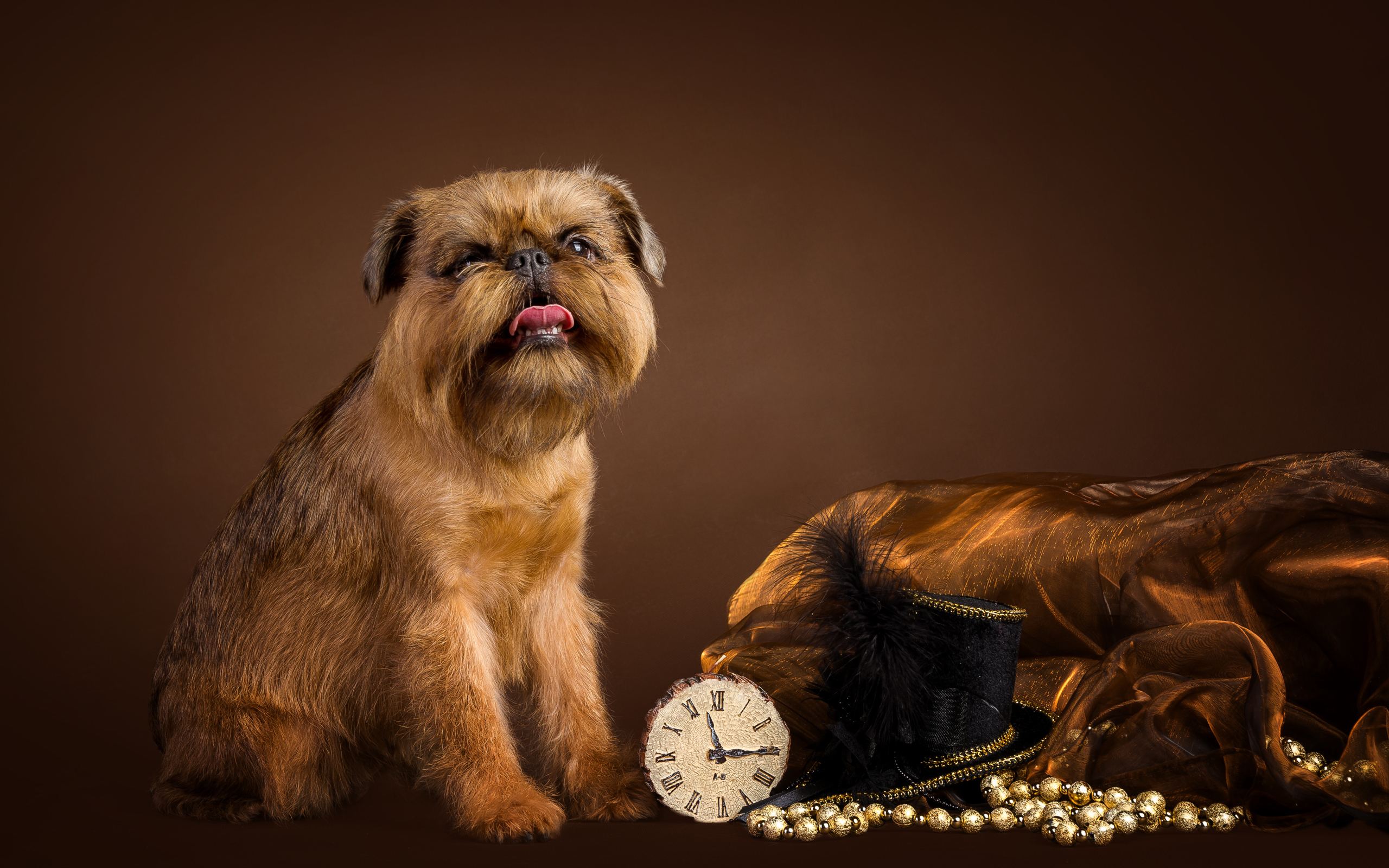 Собака породы Бельгийский гриффон с часами и шляпой на коричневом фоне