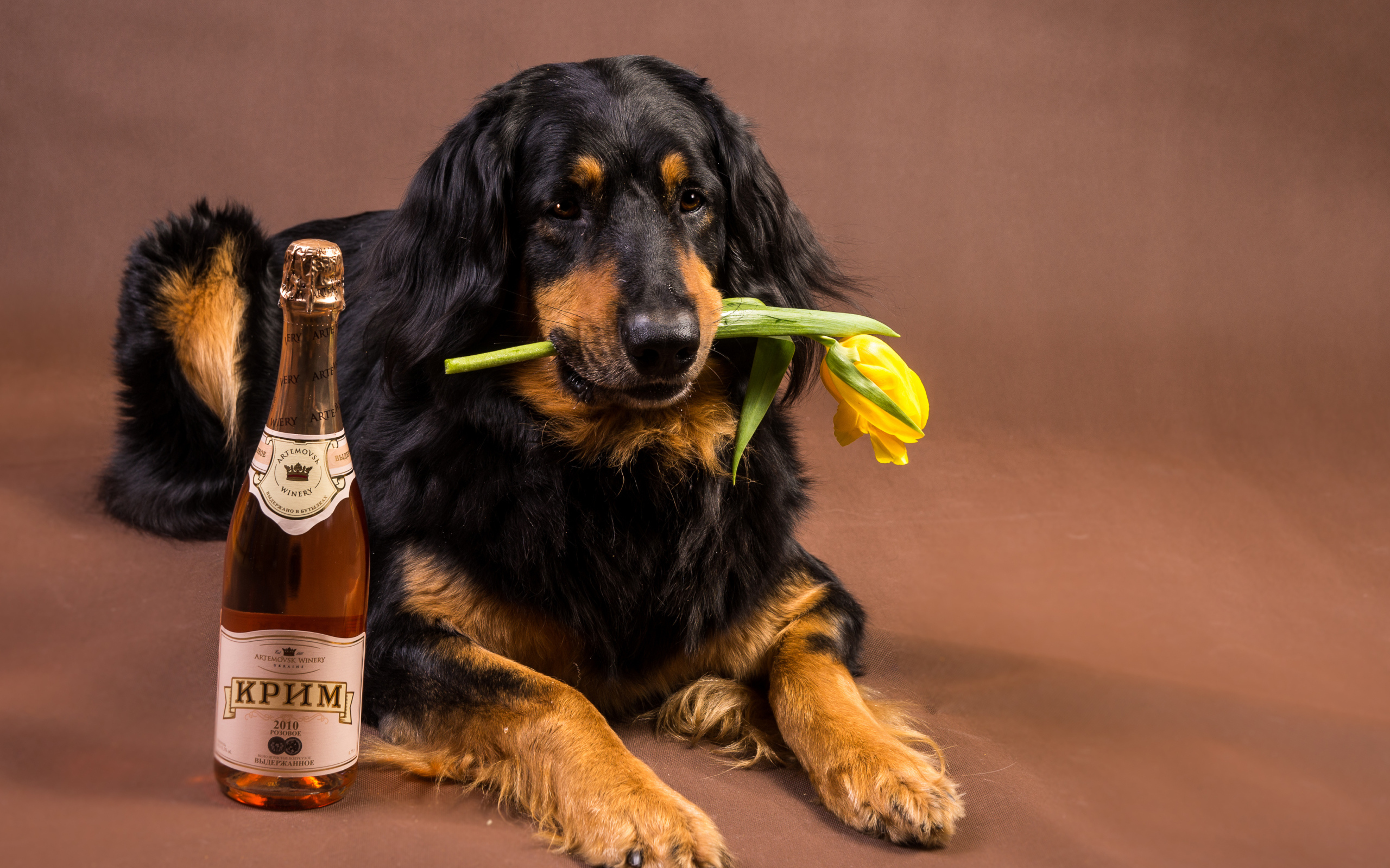 Собака породы ховаварт с шампанским и тюльпаном в зубах 