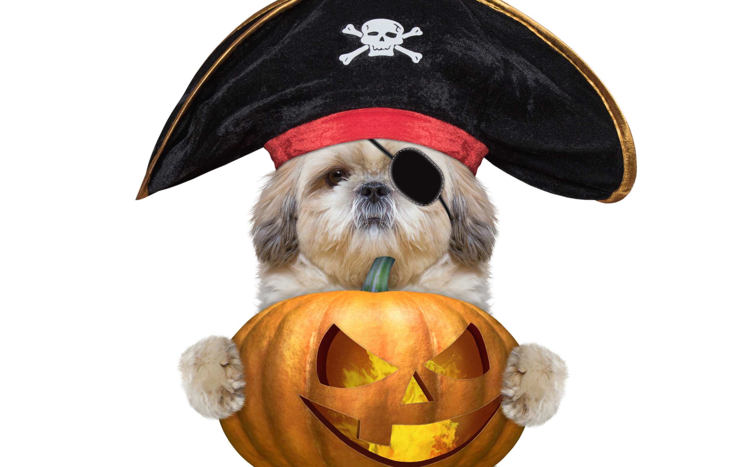 Пес в костюме пирата с тыквой на Хэллоуин 
