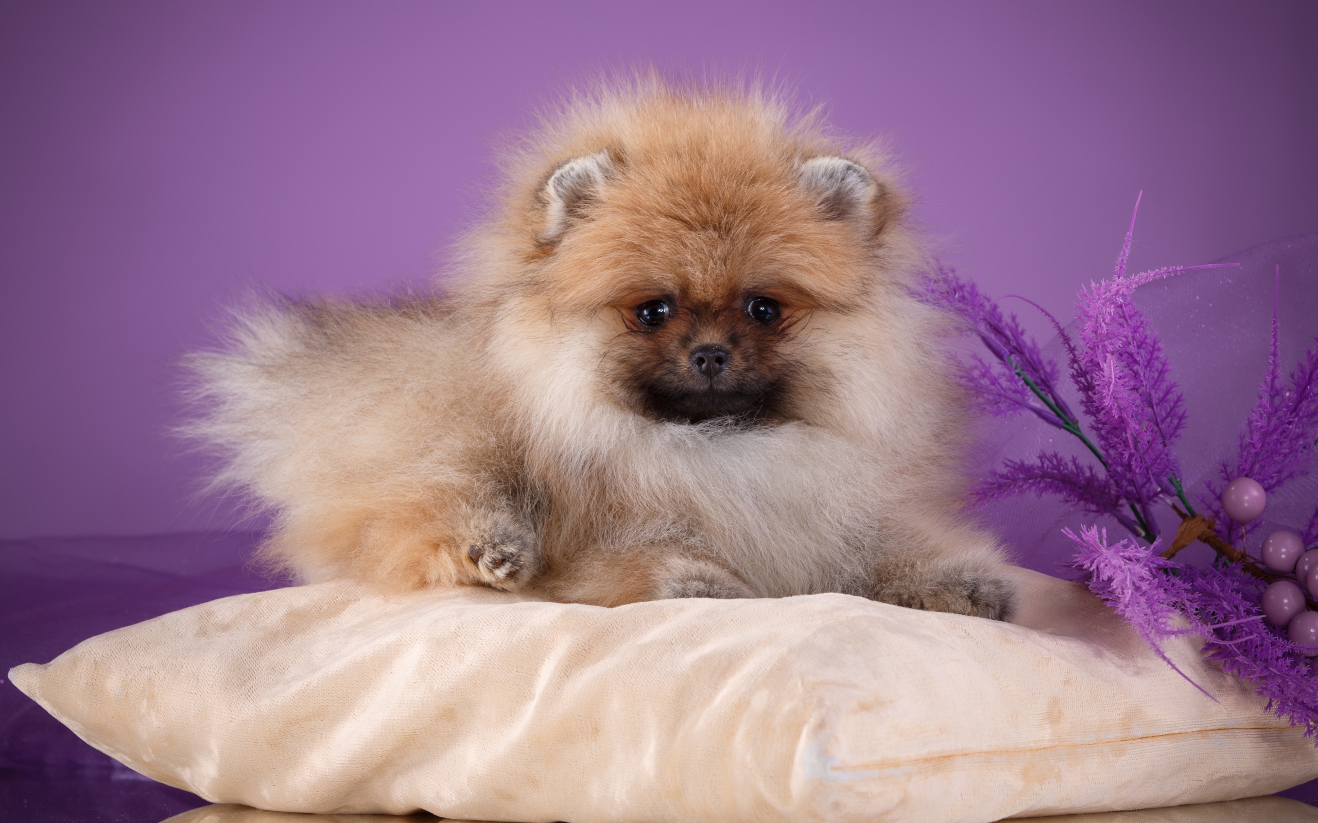 Пушистый шпиц лежит на подушке