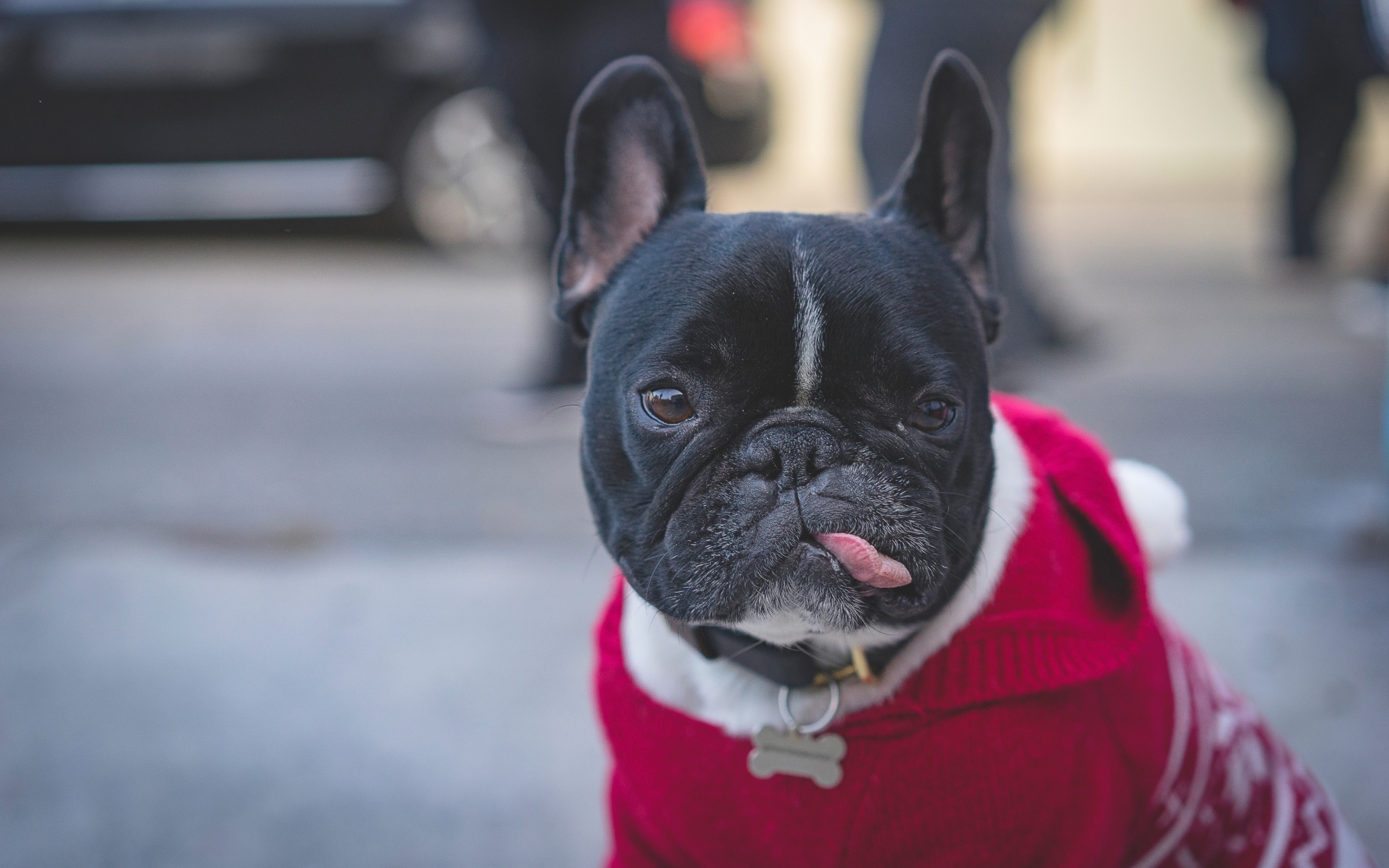 Французский бульдог в свитере с высунутым языком