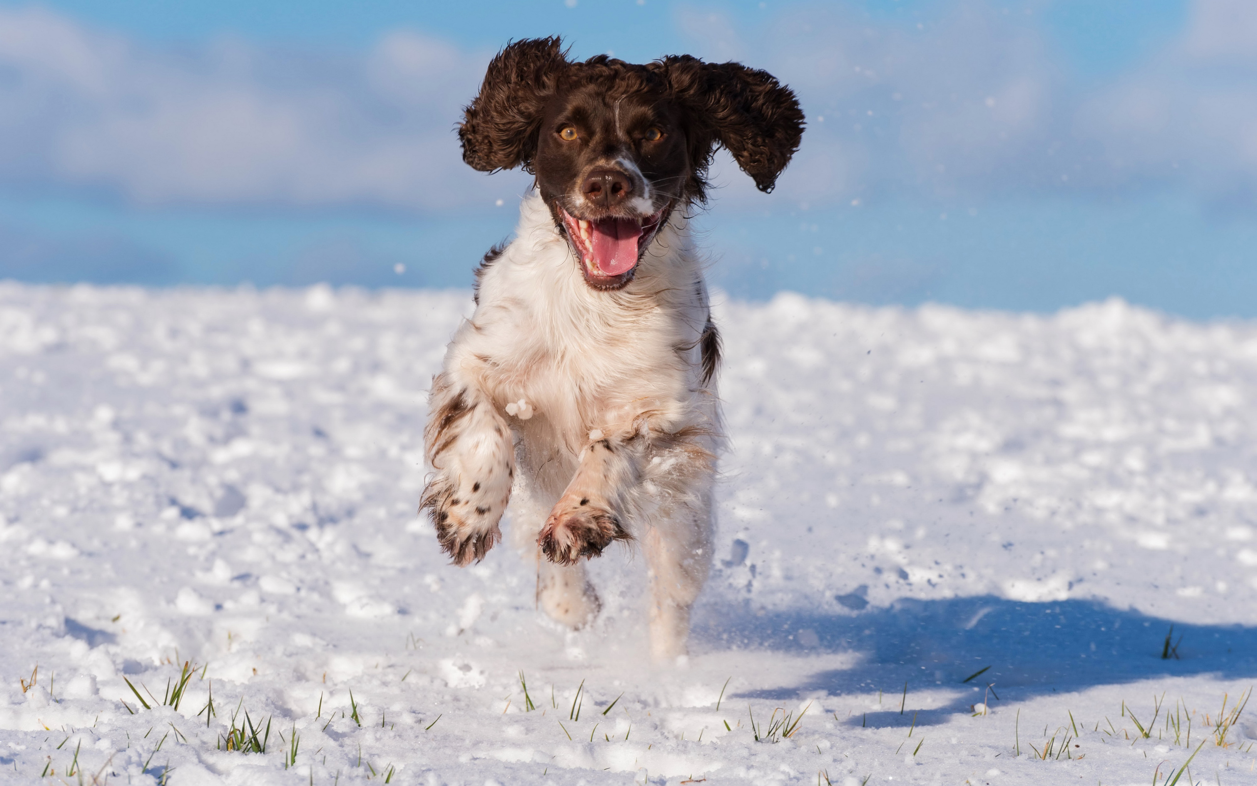 Довольный спаниель бежит по снегу 