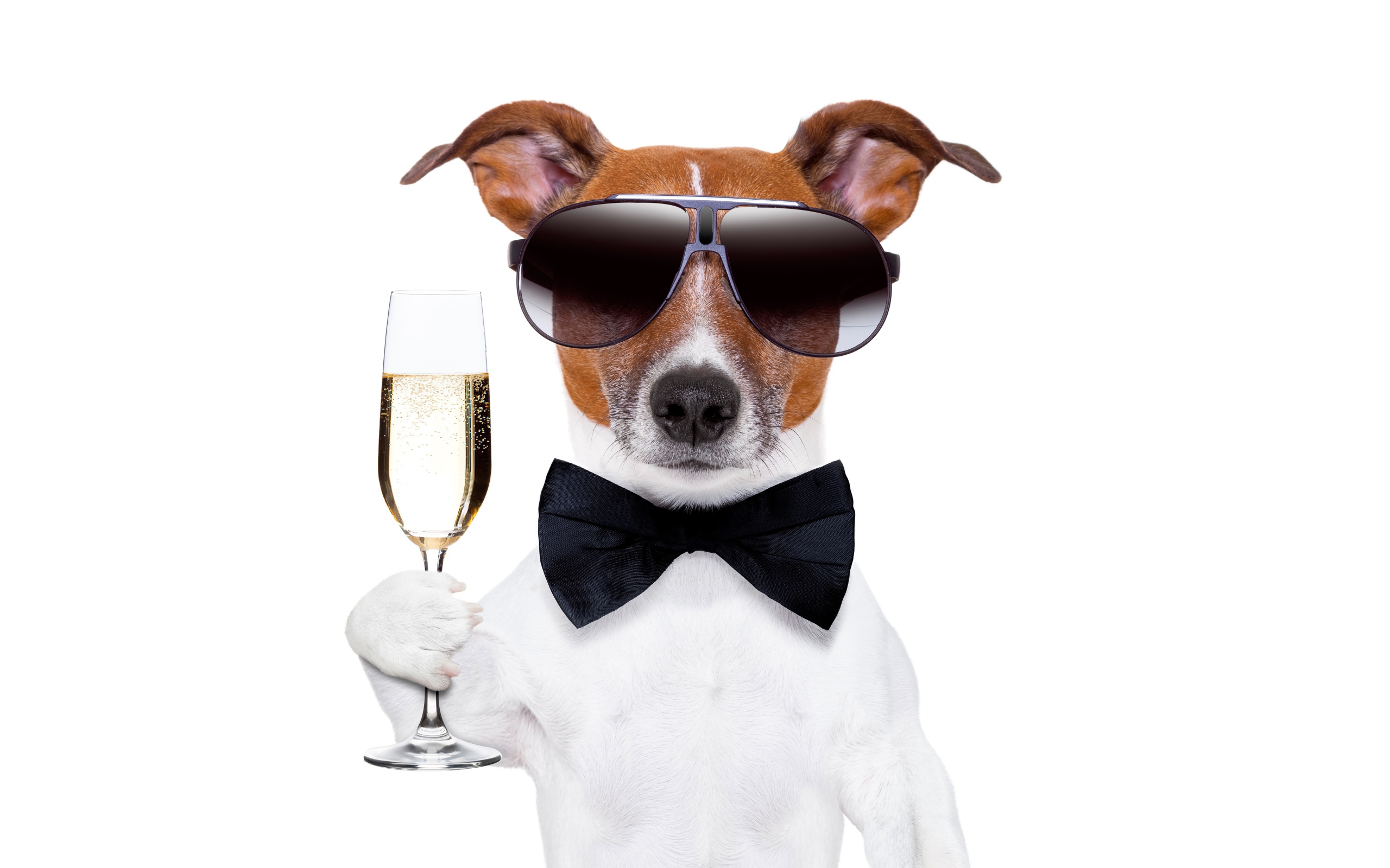 Jack Russell Terrier in glasses and bowtie with a glass in his hand on a white background.