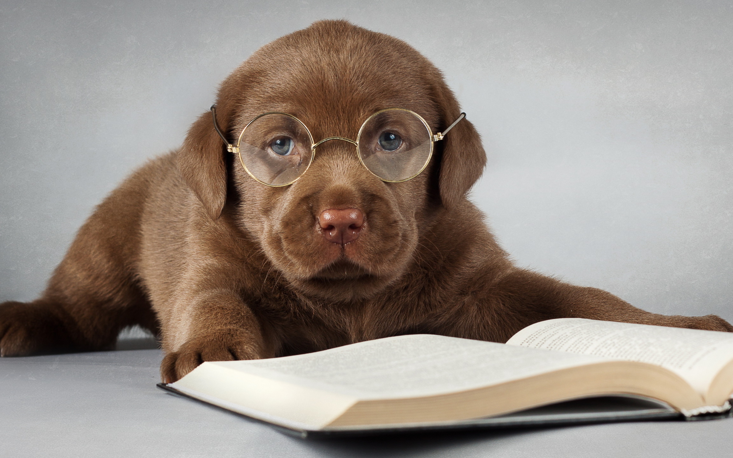 Щенок лабрадора в очках с книгой 