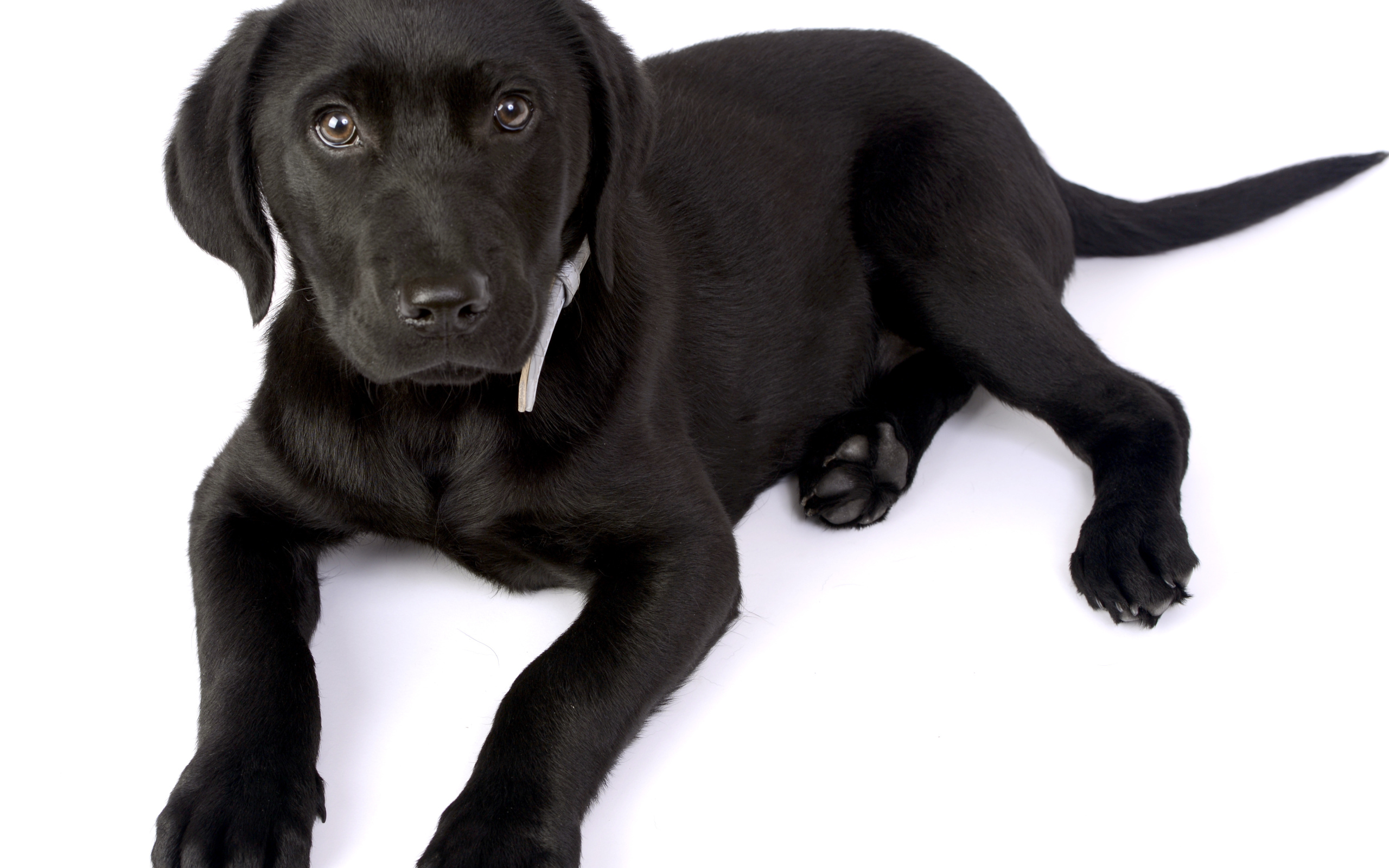 Маленький черный щенок лабрадора на белом фоне