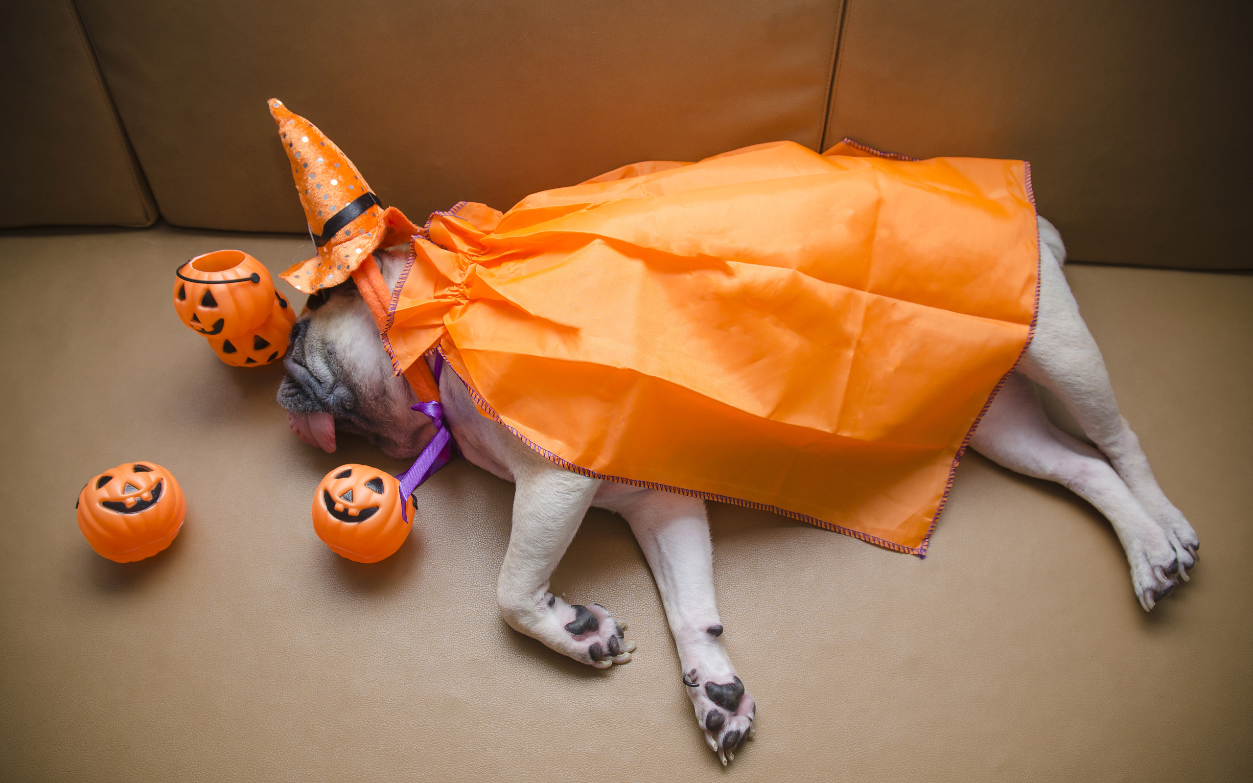 Мопс в костюме спит на диване с тыквами