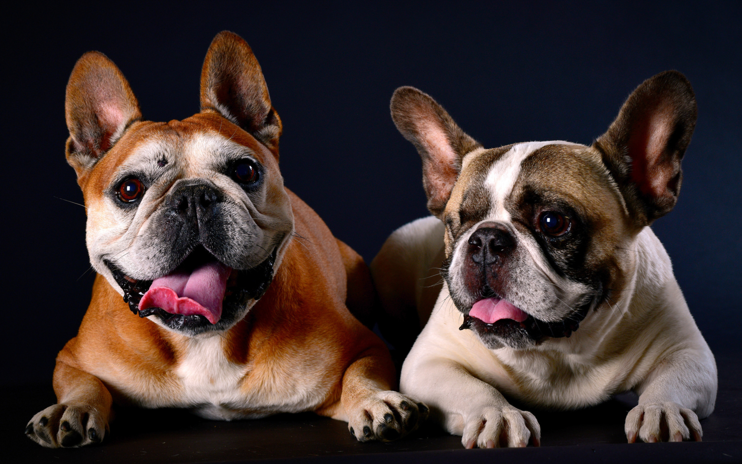 Два бульдога лежат на синем фоне