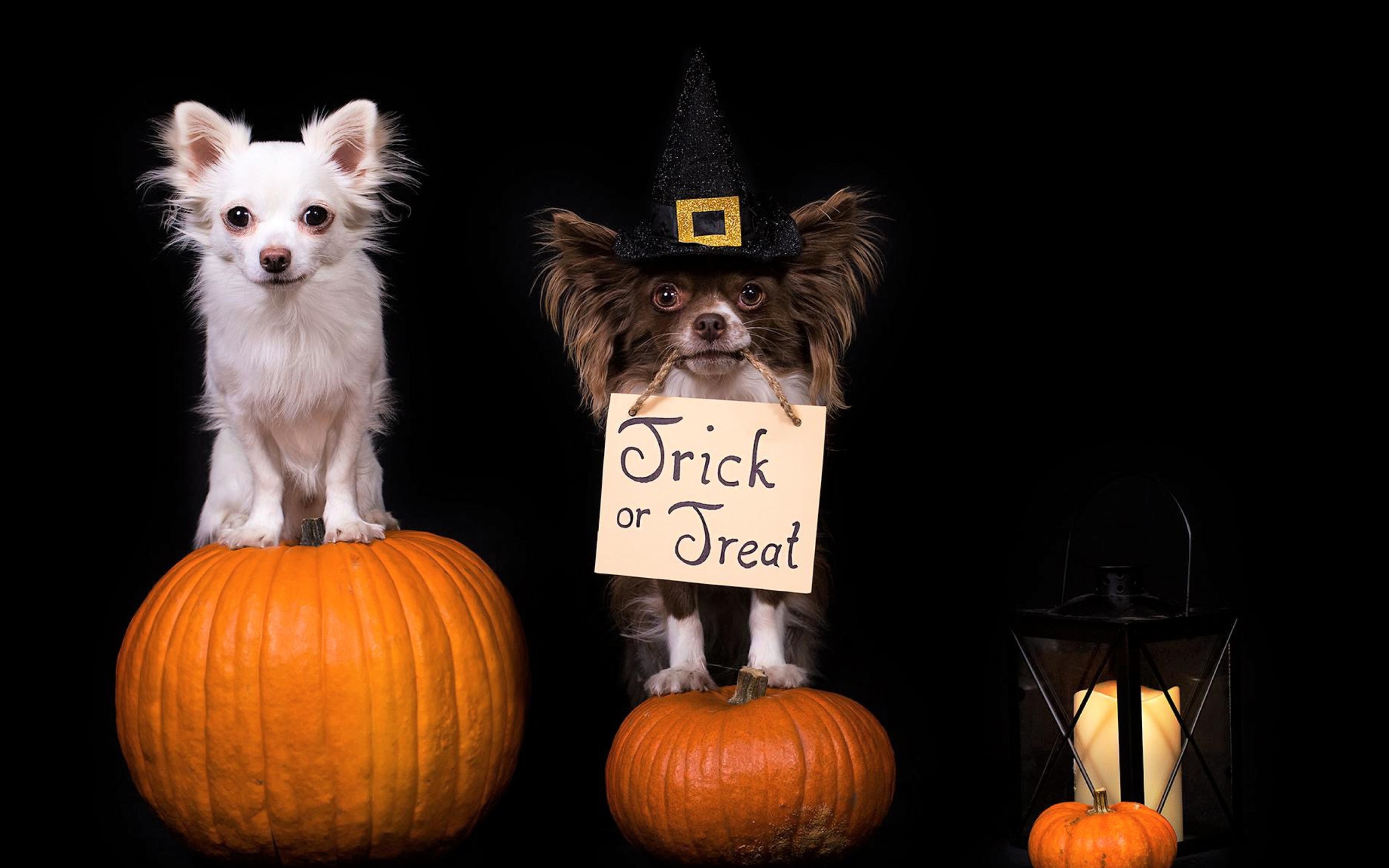 Две собаки породы чихуахуа сидят на тыквах на черном фоне