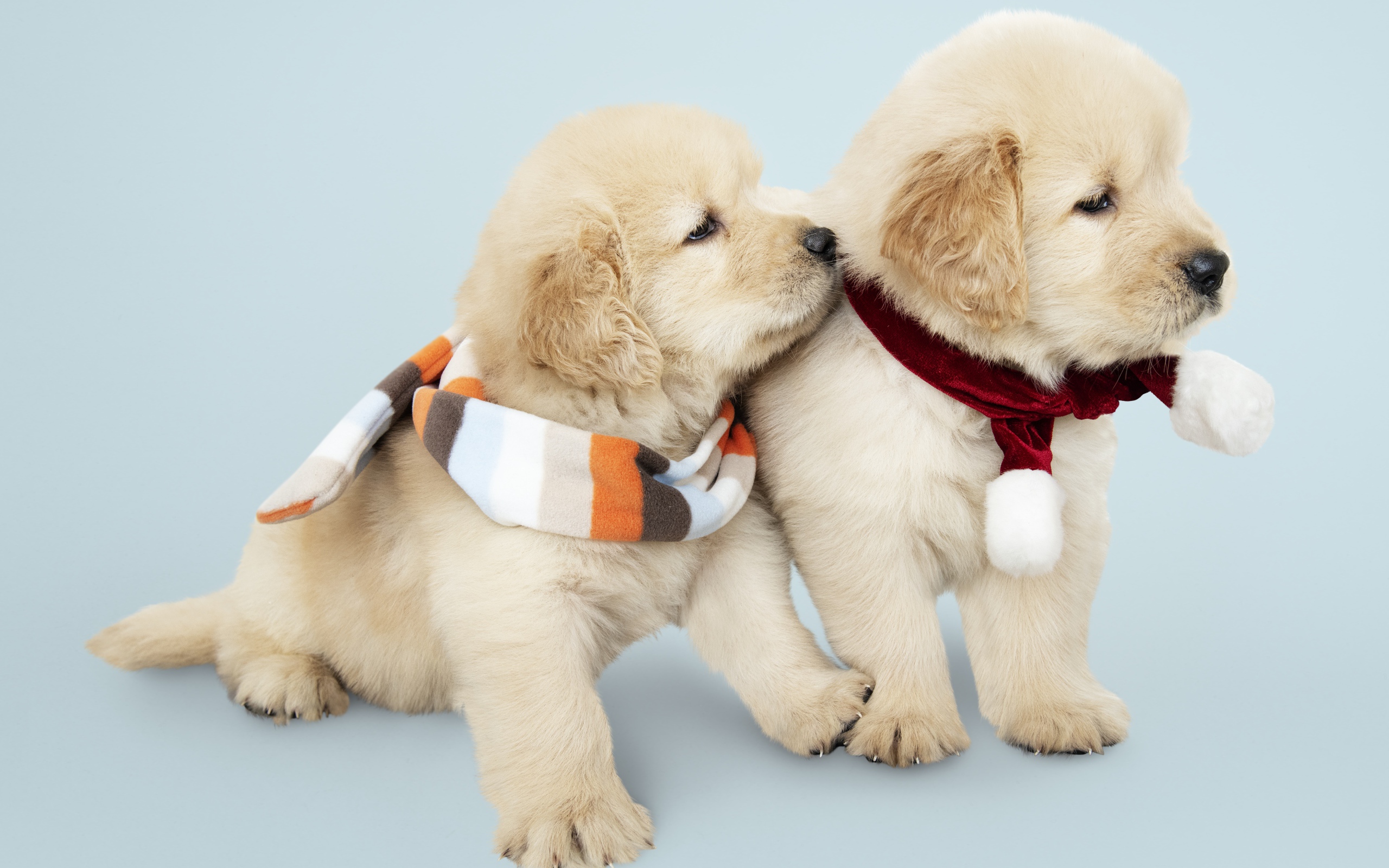 Two funny Golden Retriever puppies with scarves around their necks