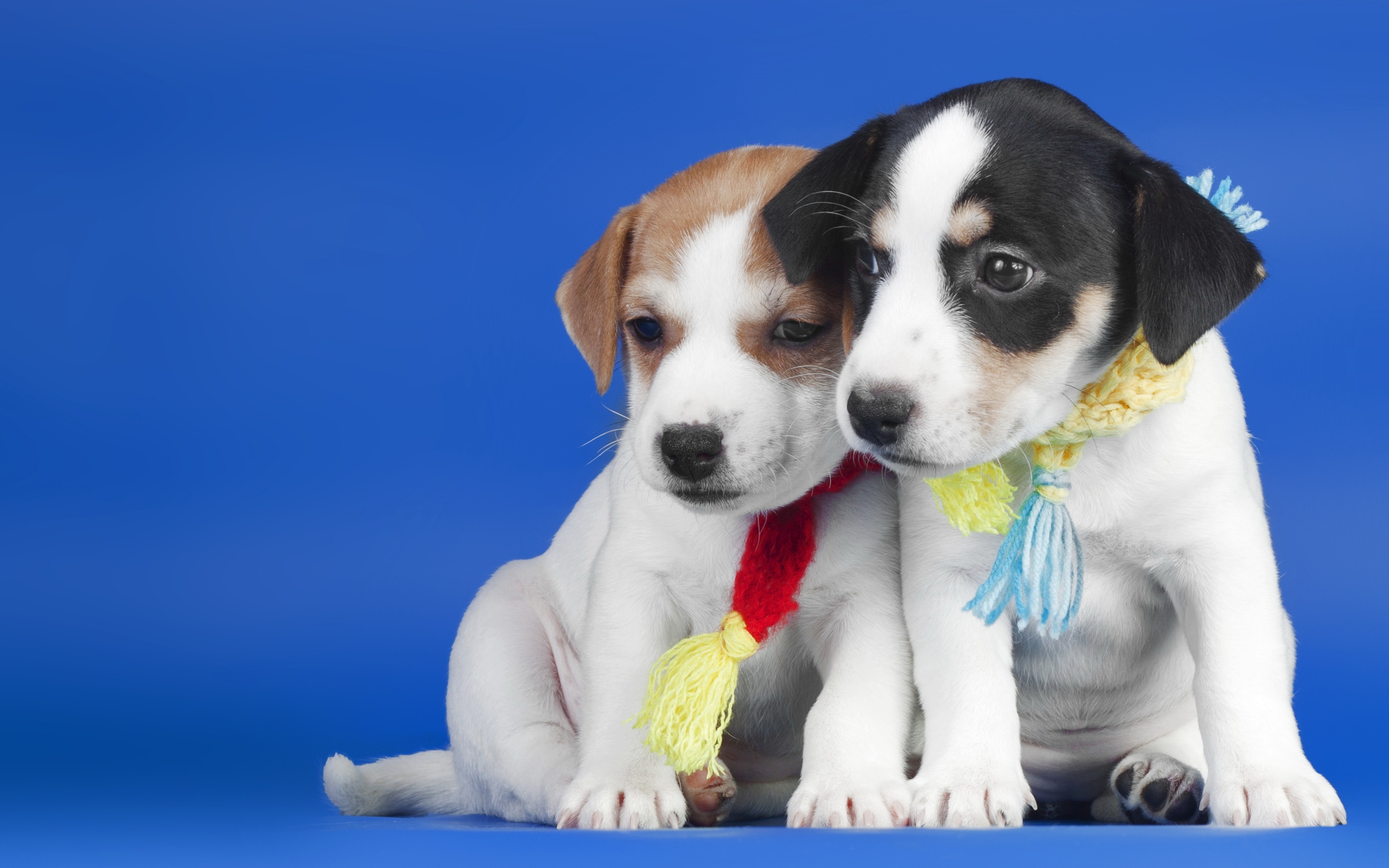 Two little cute puppies on blue background
