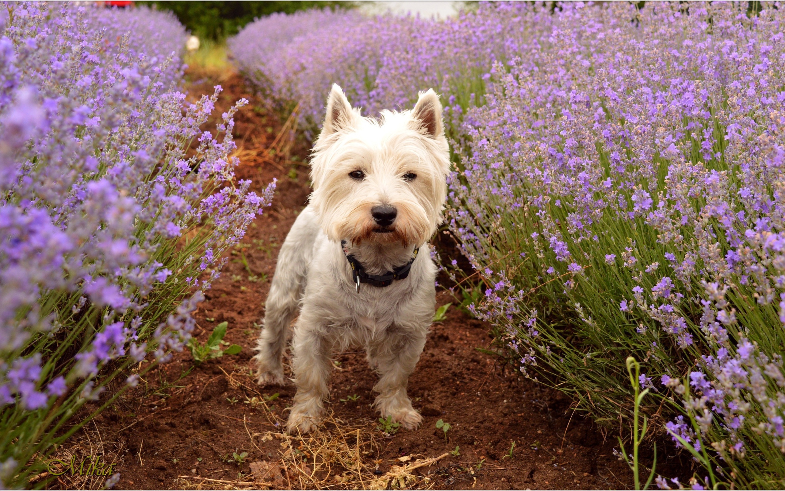 Вест хайленд уайт терьер стоит на дорожке у цветов лаванды