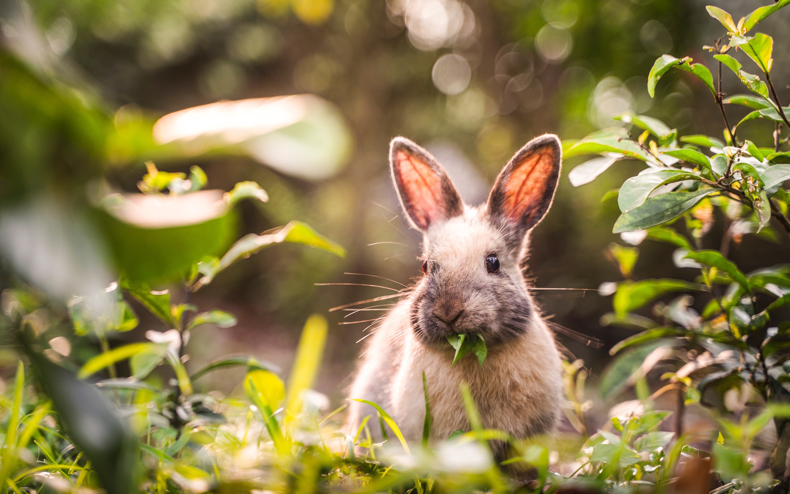 Серый кролик грызет зеленые листья 