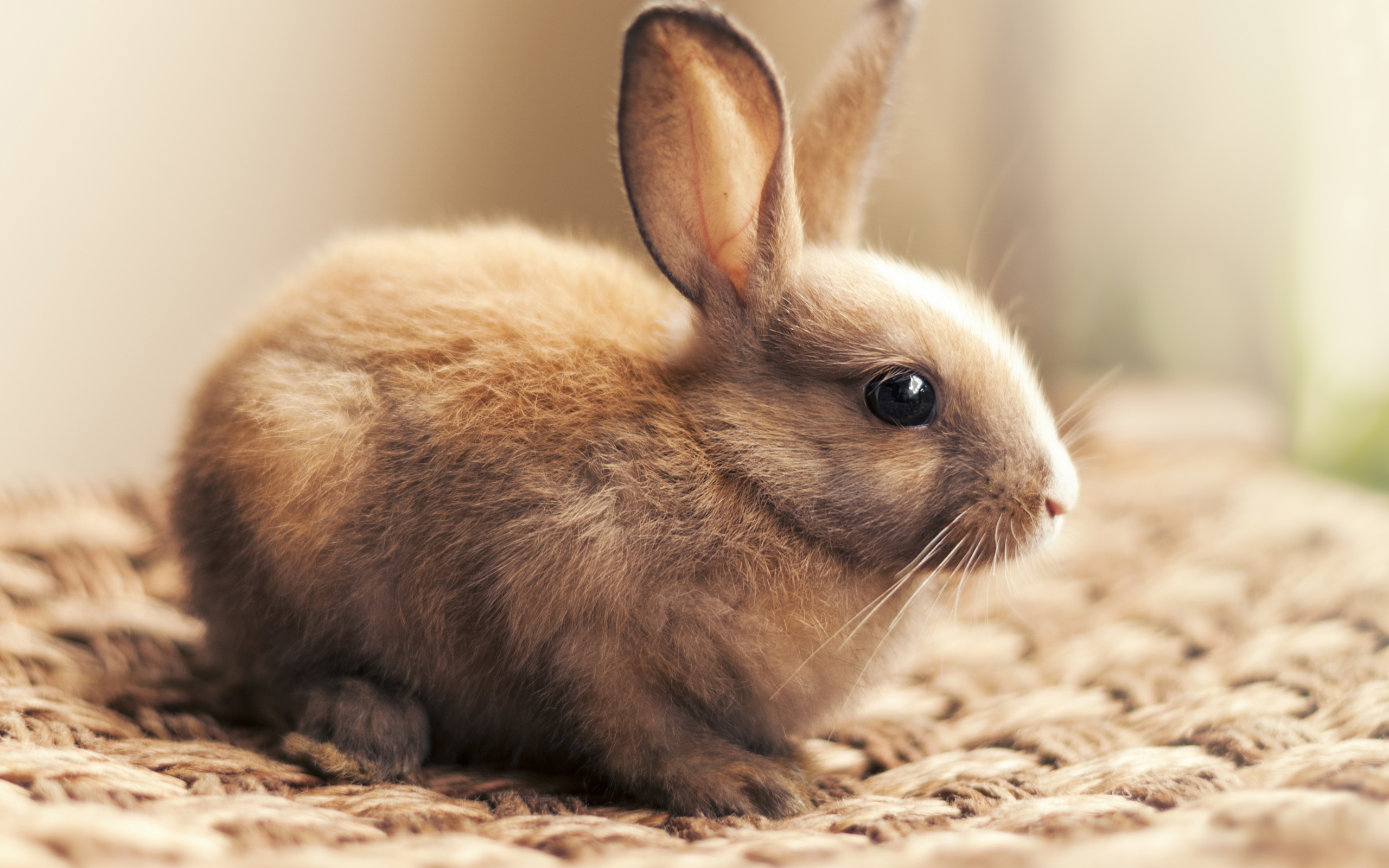 Маленький декоративный кролик крупным планом