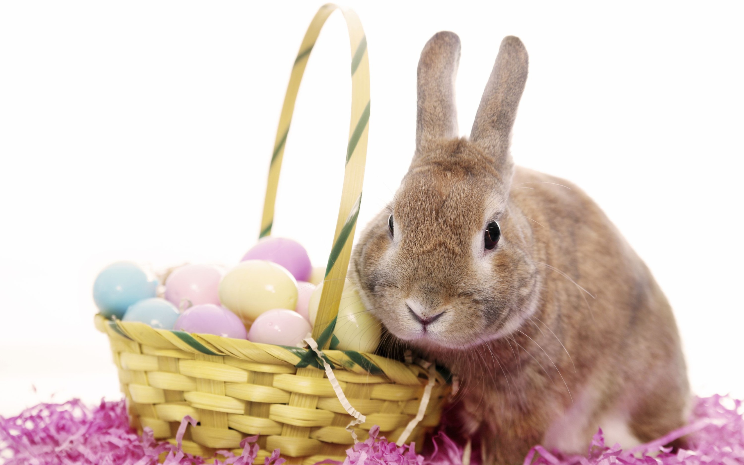 Кролик с корзиной яиц на белом фоне